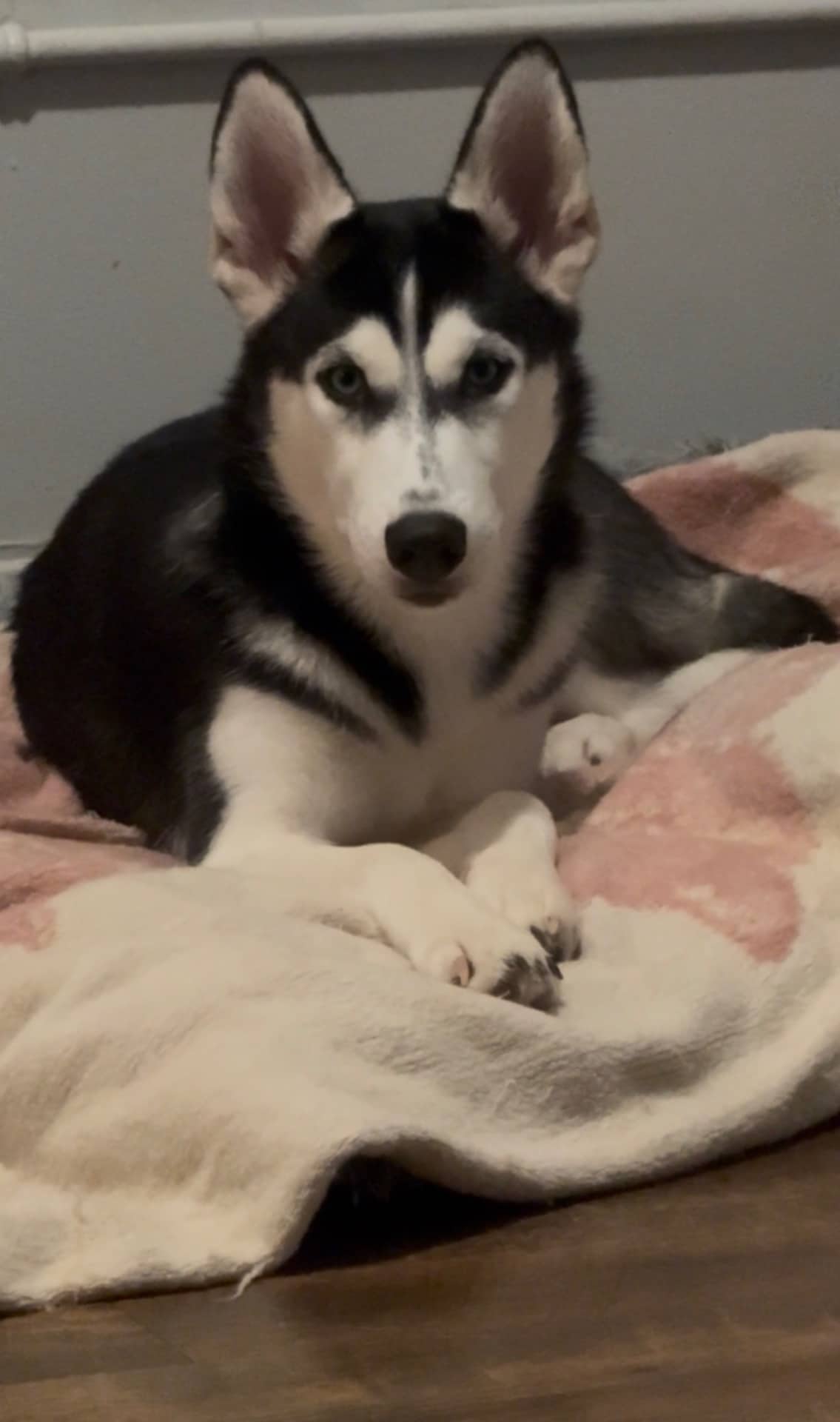 Jordan - Siberian Husky available for adoption at Owner Rehoming in Hamilton (1 of 5)