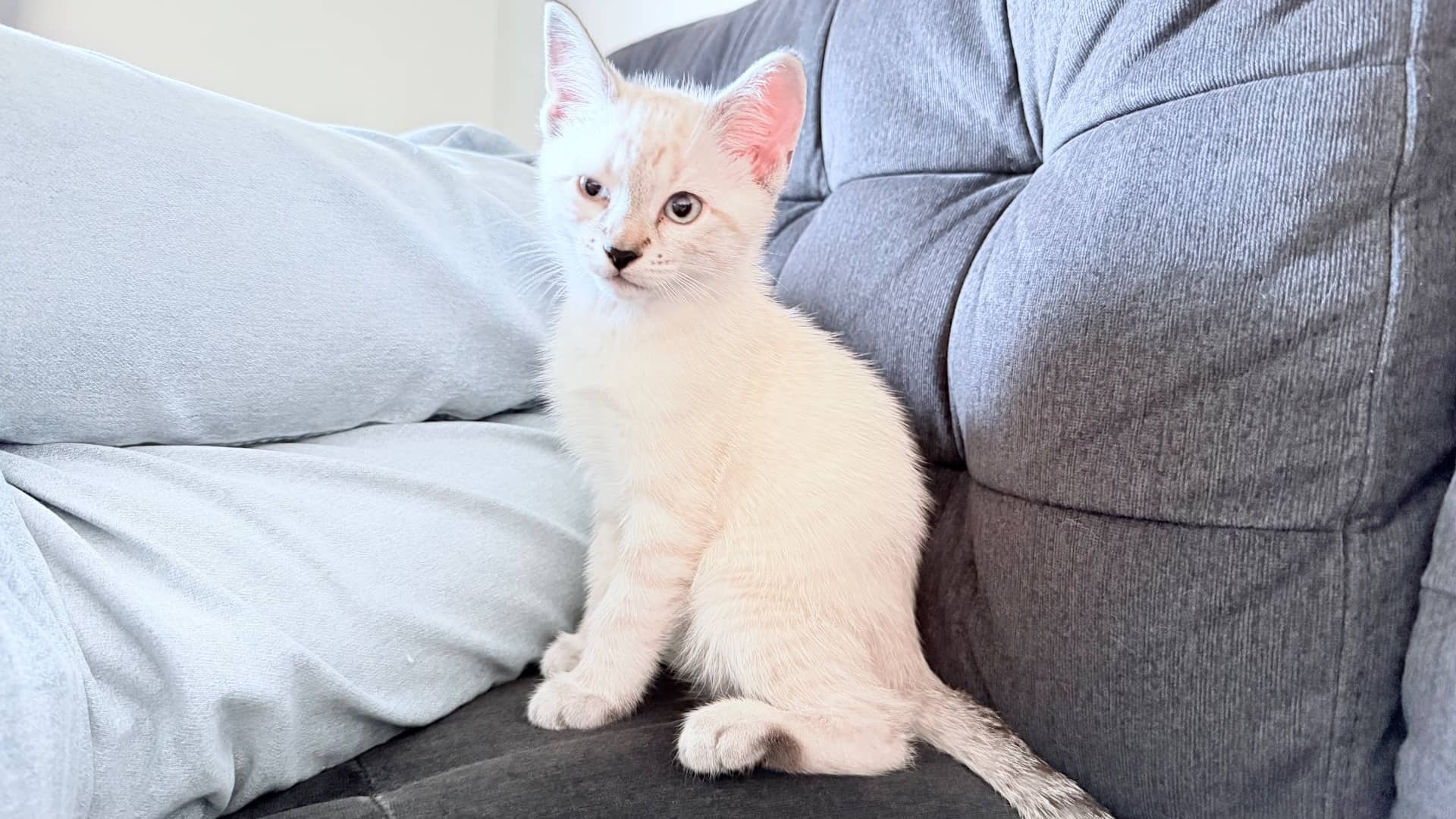 Miss lovely and her 4 kittens - Domestic Shorthair cat available for adoption at Owner Rehoming in Edmonton (1 of 4)