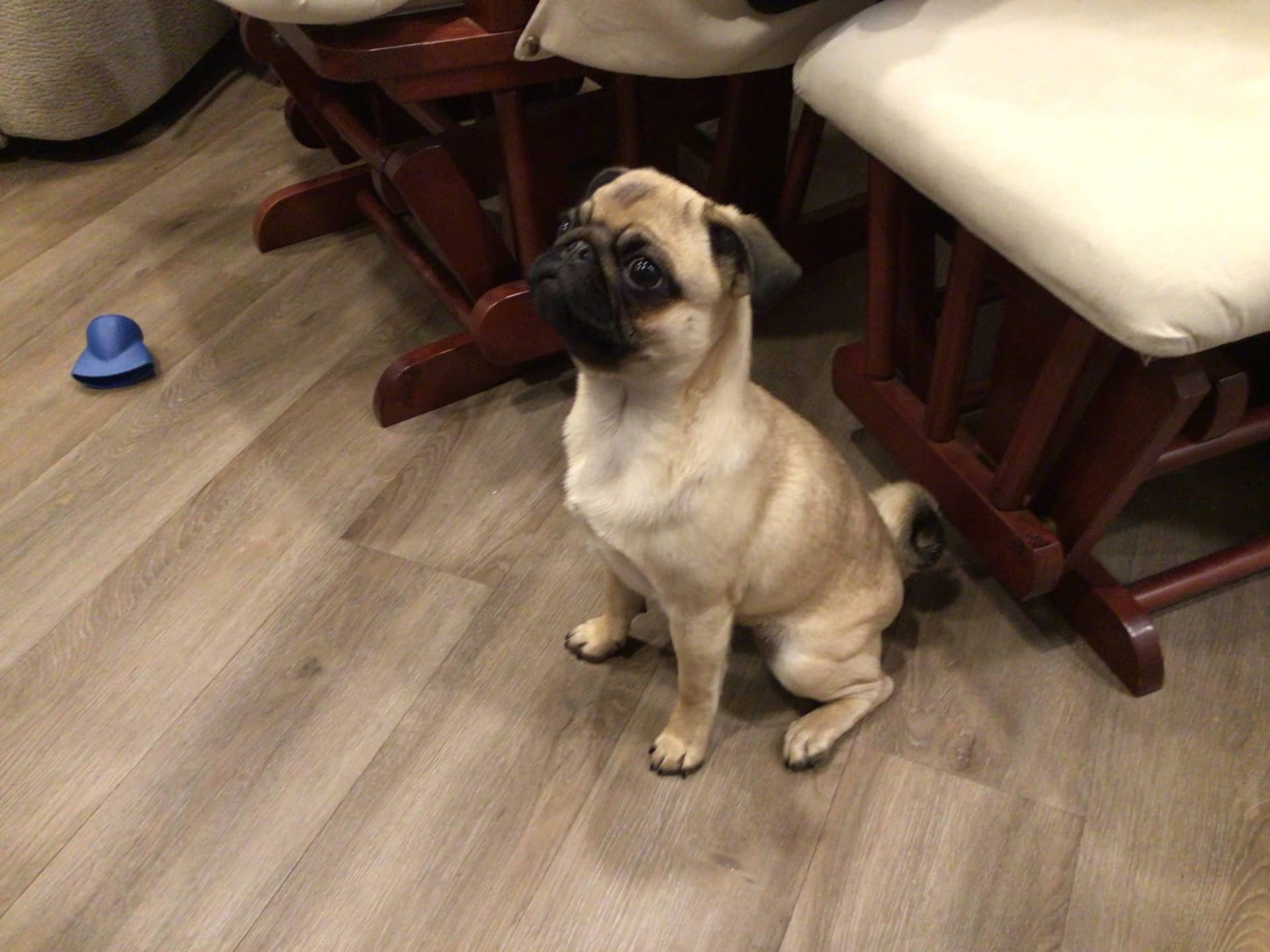Millie - Pug available for adoption in Alberta