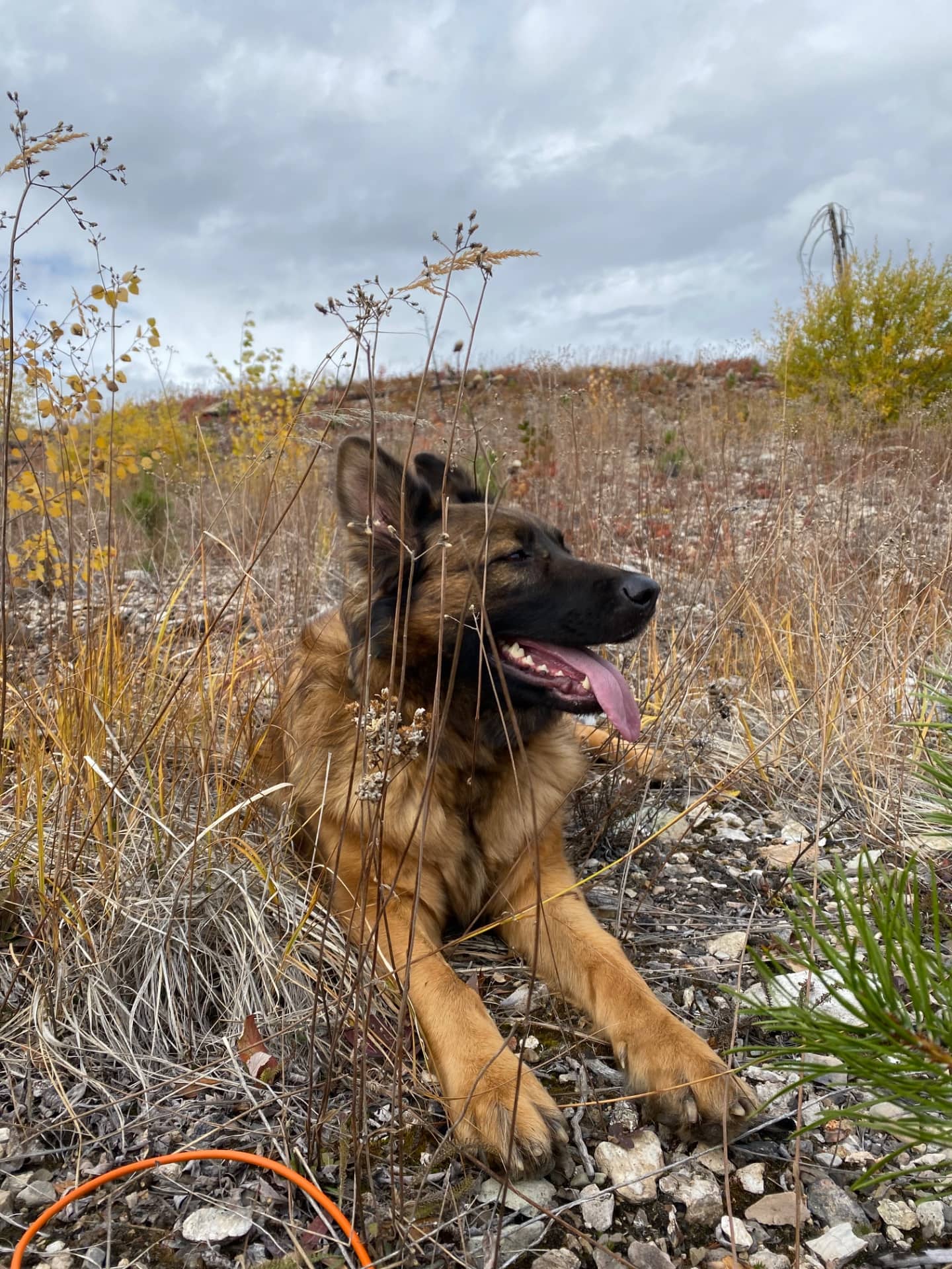 Cinder - German Shepherd available for adoption at Owner Rehoming in Vancouver (1 of 5)