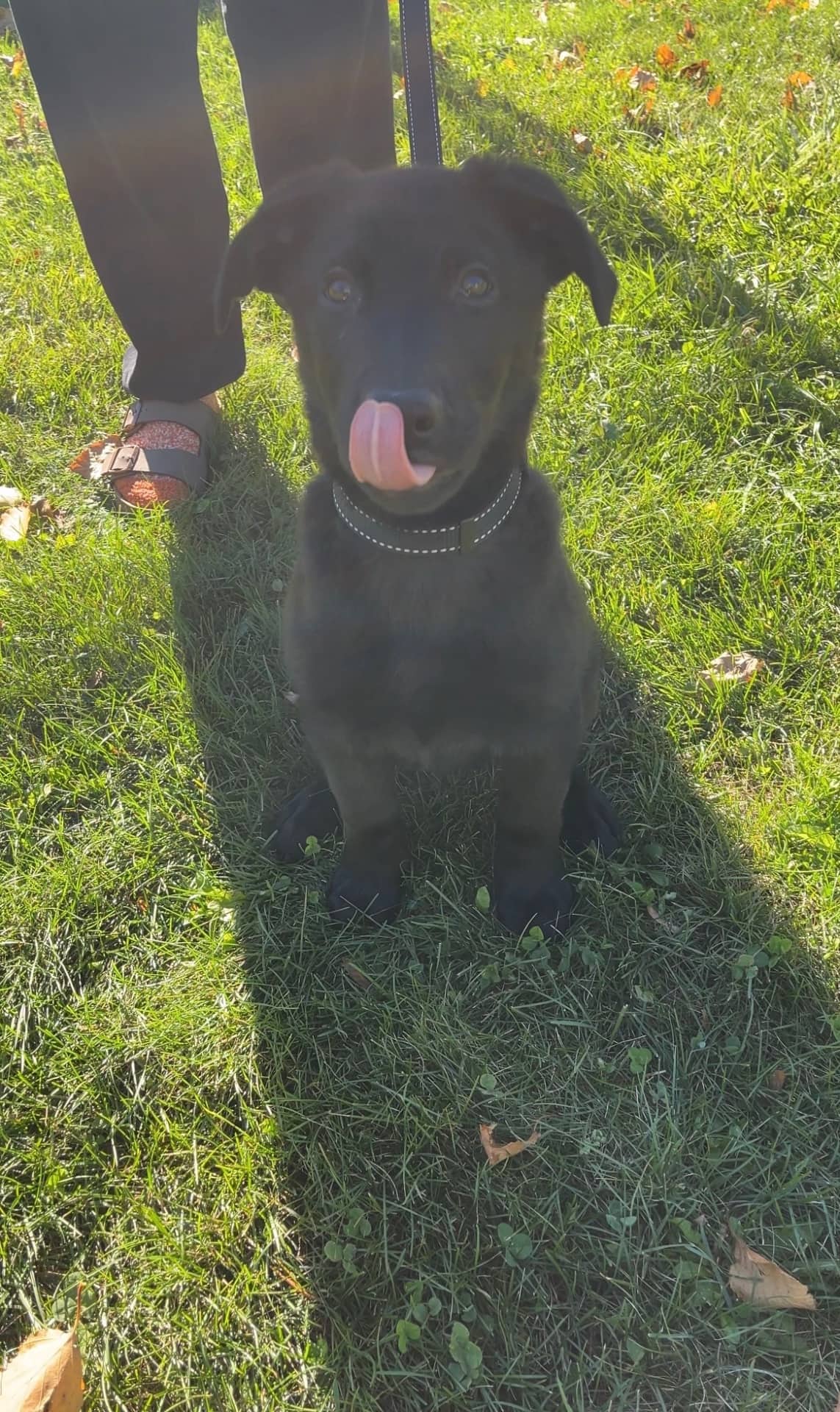 Leo - German Shepherd Lab available for adoption at Owner Rehoming in Guelph (1 of 5)