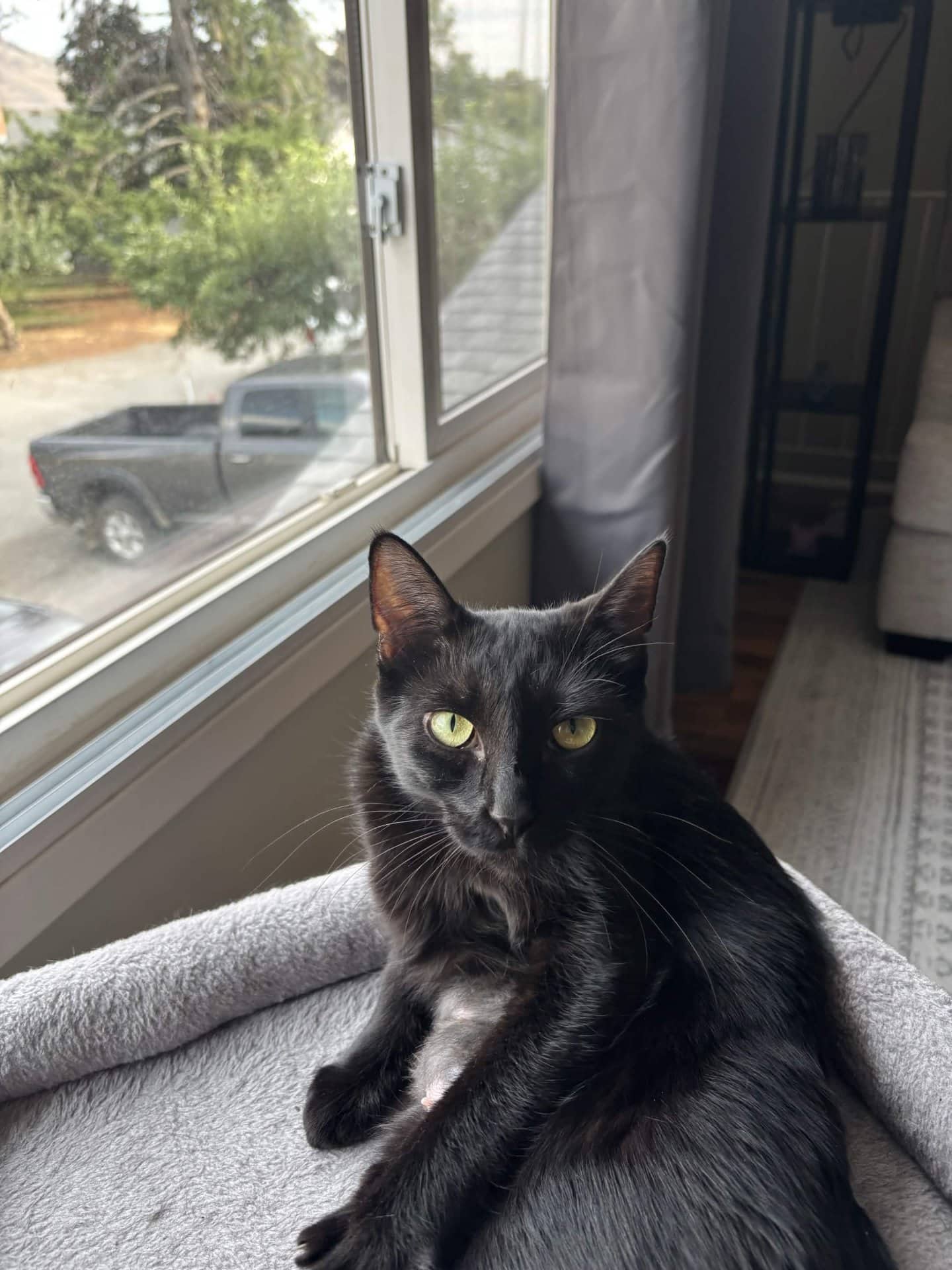 Betty - Domestic Shorthair cat available for adoption at Owner Rehoming in Kamloops (1 of 5)