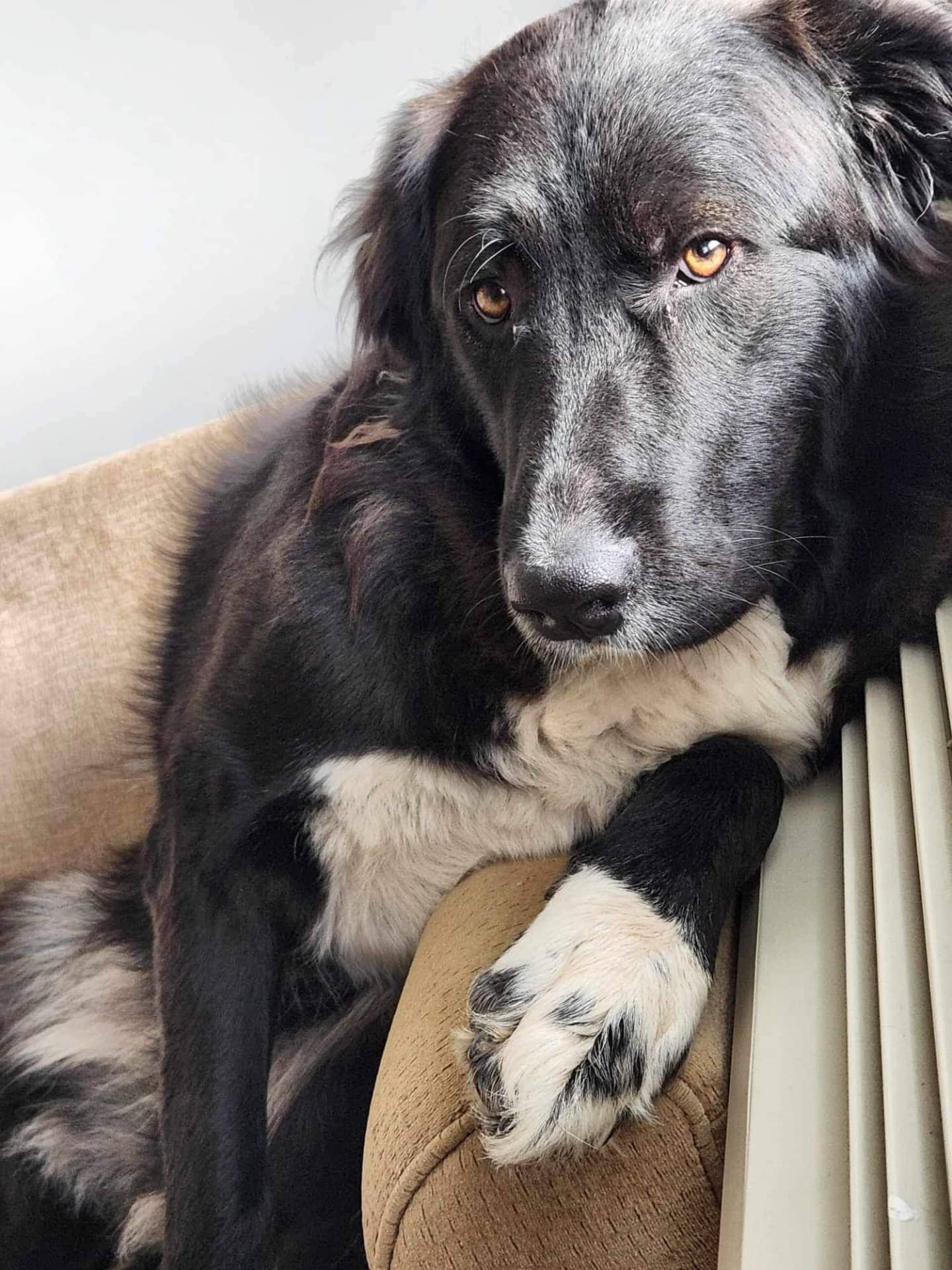 Cika - Pyrenees Cross available for adoption at Owner Rehoming in Calgary (1 of 5)