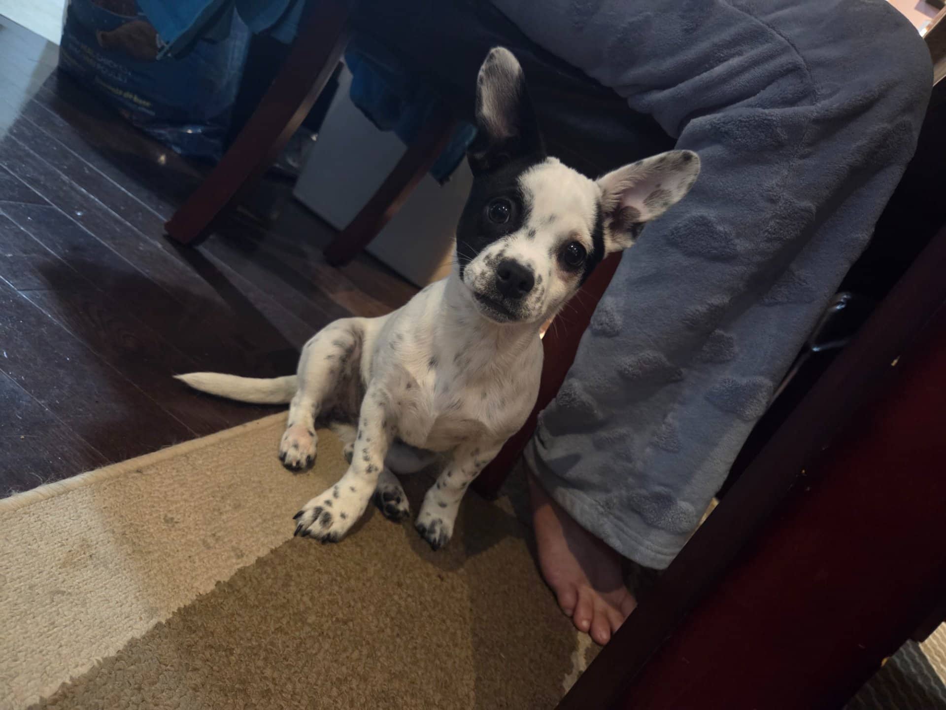 Patch and marcede - Chihuahua available for adoption at Owner Rehoming in Ottawa (1 of 4)