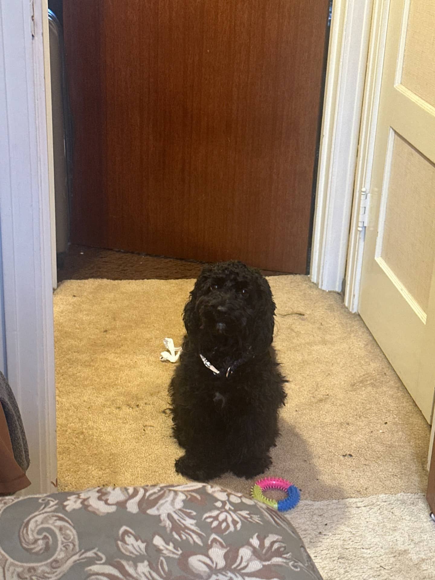 Pluto - Cockapoo available for adoption at Owner Rehoming in Winnipeg (1 of 5)