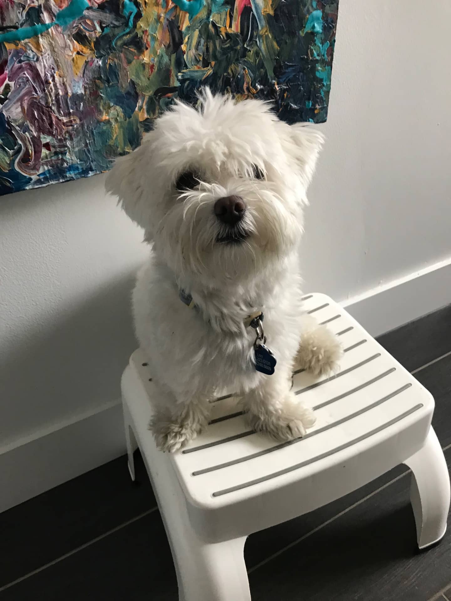 Leo - Bichon Maltese available for adoption at Owner Rehoming in Montreal (1 of 5)