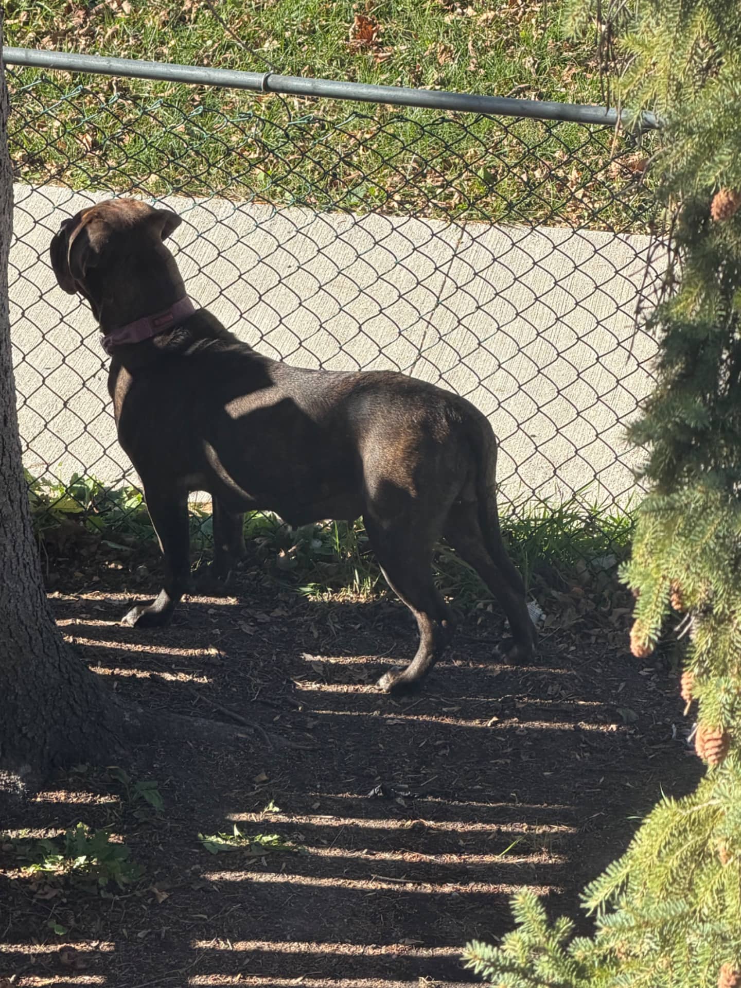 Salem - Mastiff available for adoption at Owner Rehoming in Winnipeg (1 of 5)