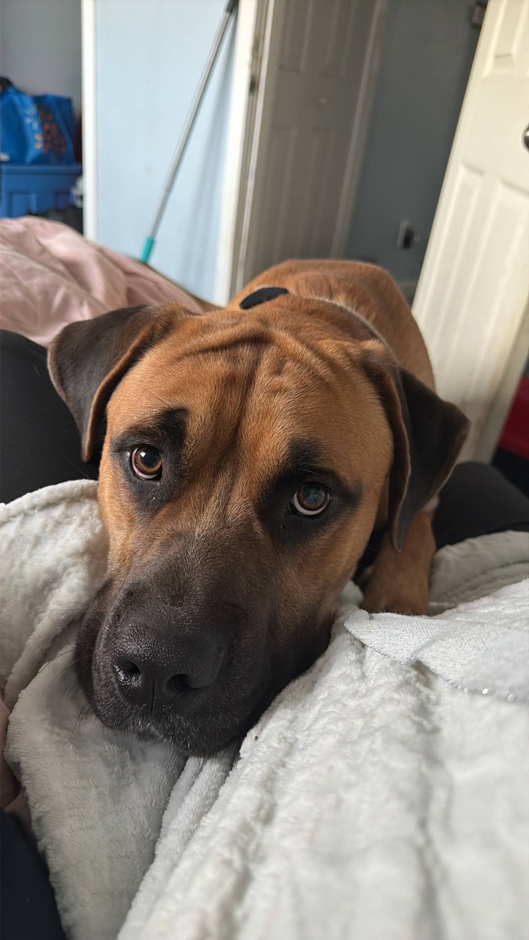 Rex - Boxer mastiff available for adoption at Owner Rehoming in Winnipeg (1 of 5)