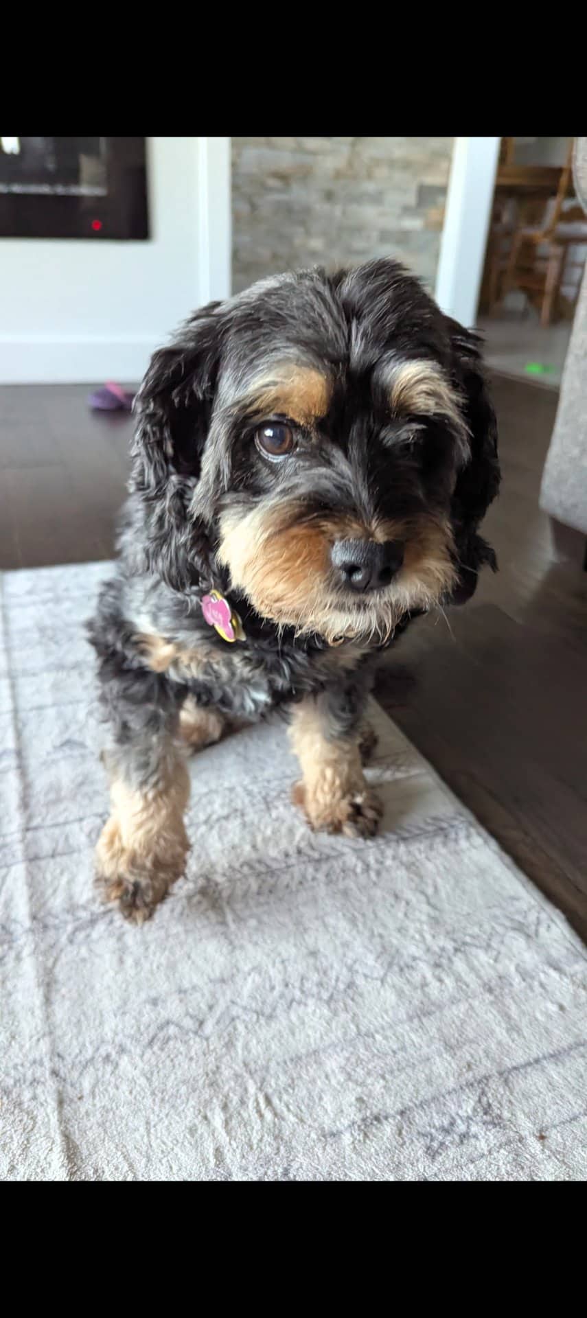 Lucy - Cockapoo available for adoption at Owner Rehoming in Hamilton (1 of 3)