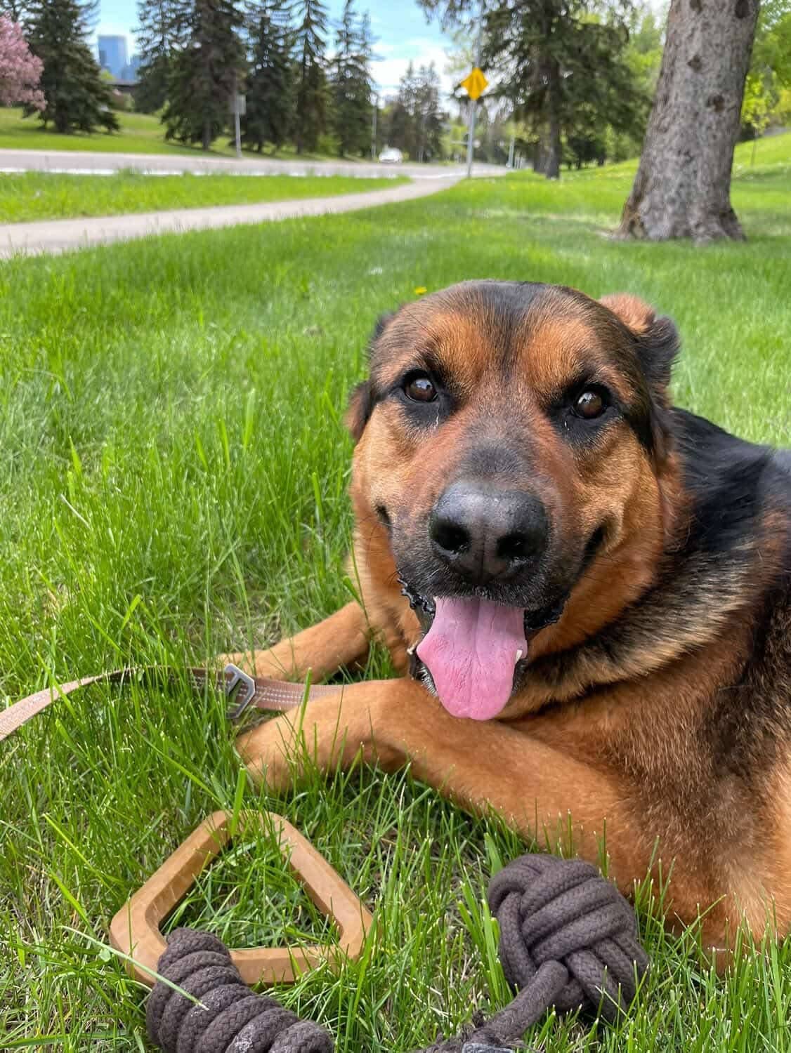 Luka - German Shepherd/Rottweiler available for adoption at Owner Rehoming in Calgary (1 of 5)