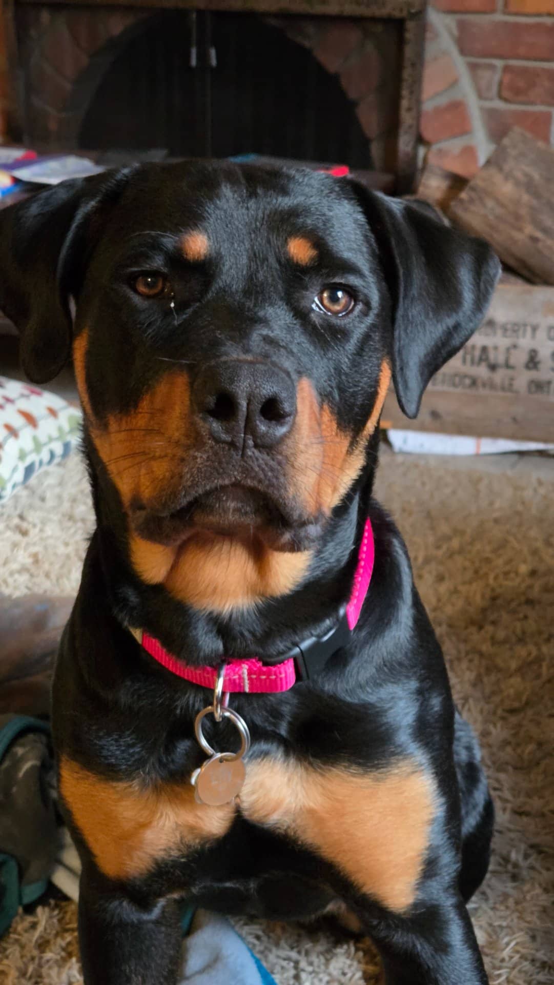 Lily - Rottweiler available for adoption at Owner Rehoming in Ottawa (1 of 4)