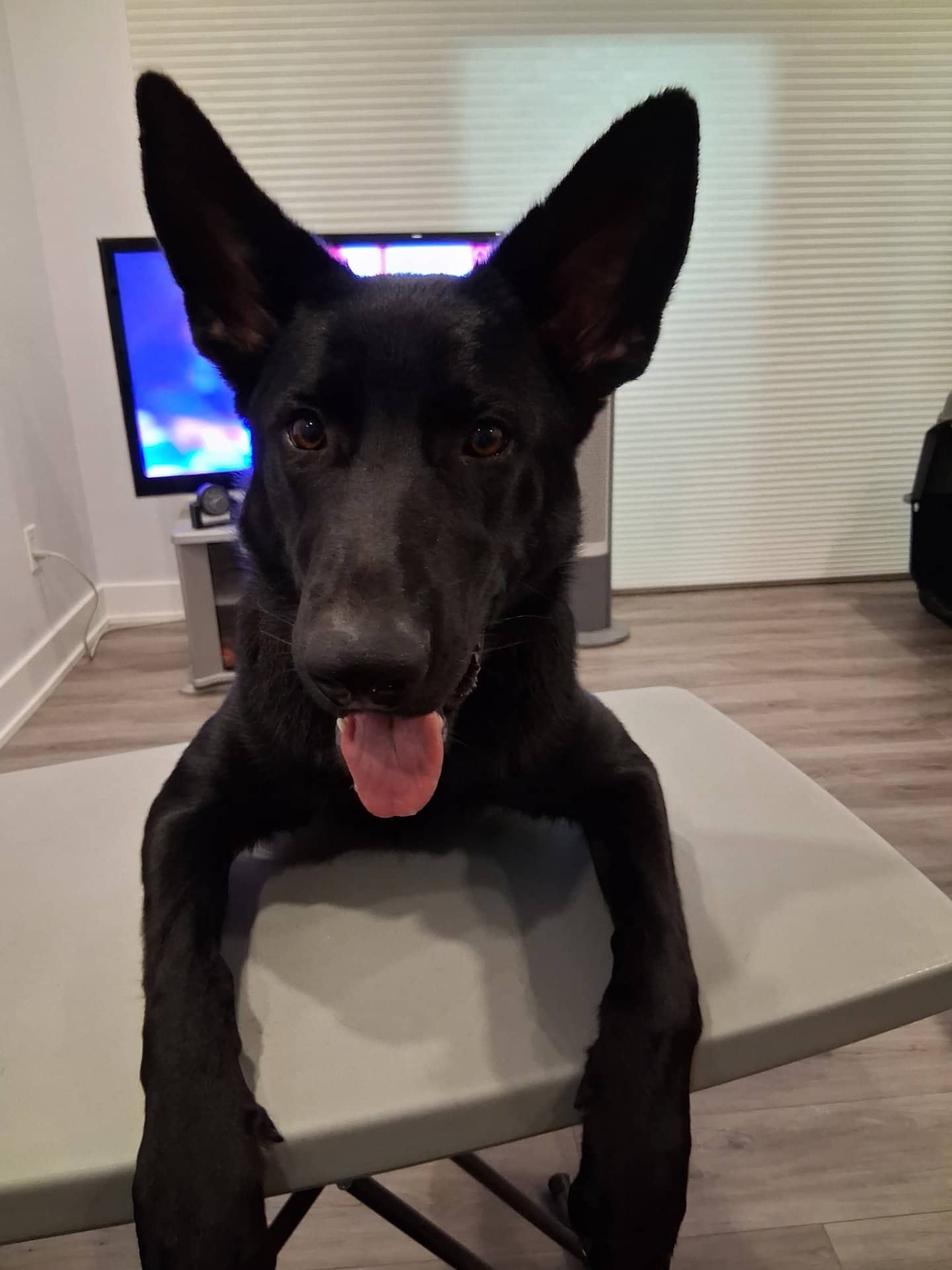 Raven - German Shepherd available for adoption at Owner Rehoming in Toronto (1 of 5)