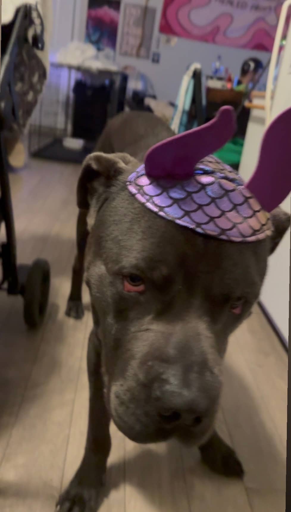 Draco - Cane Corso bully mix available for adoption at Owner Rehoming in Hamilton (1 of 4)