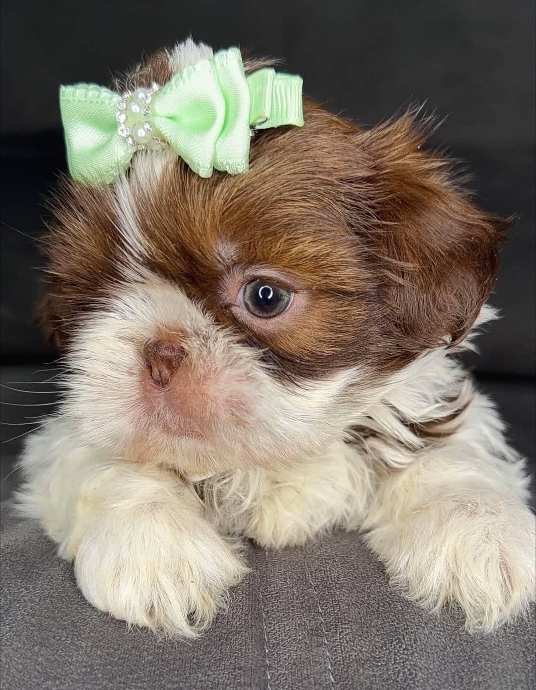 Stanley - Shih Tzu available for adoption at Owner Rehoming in Vancouver (1 of 4)