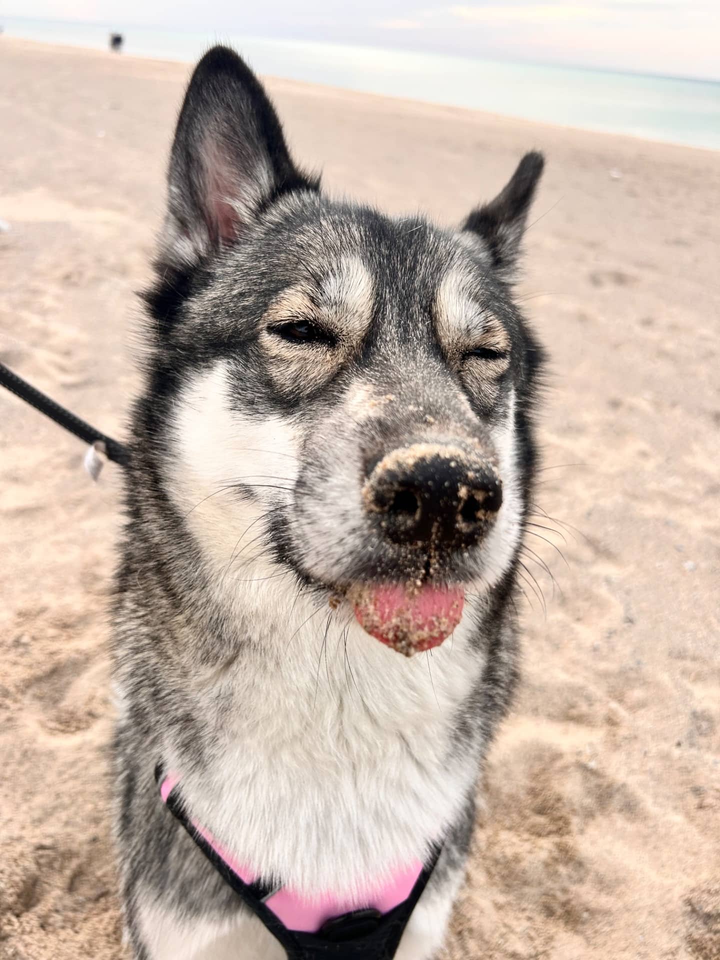 Stella - Husky mix available for adoption at Owner Rehoming in Kitchener (1 of 5)