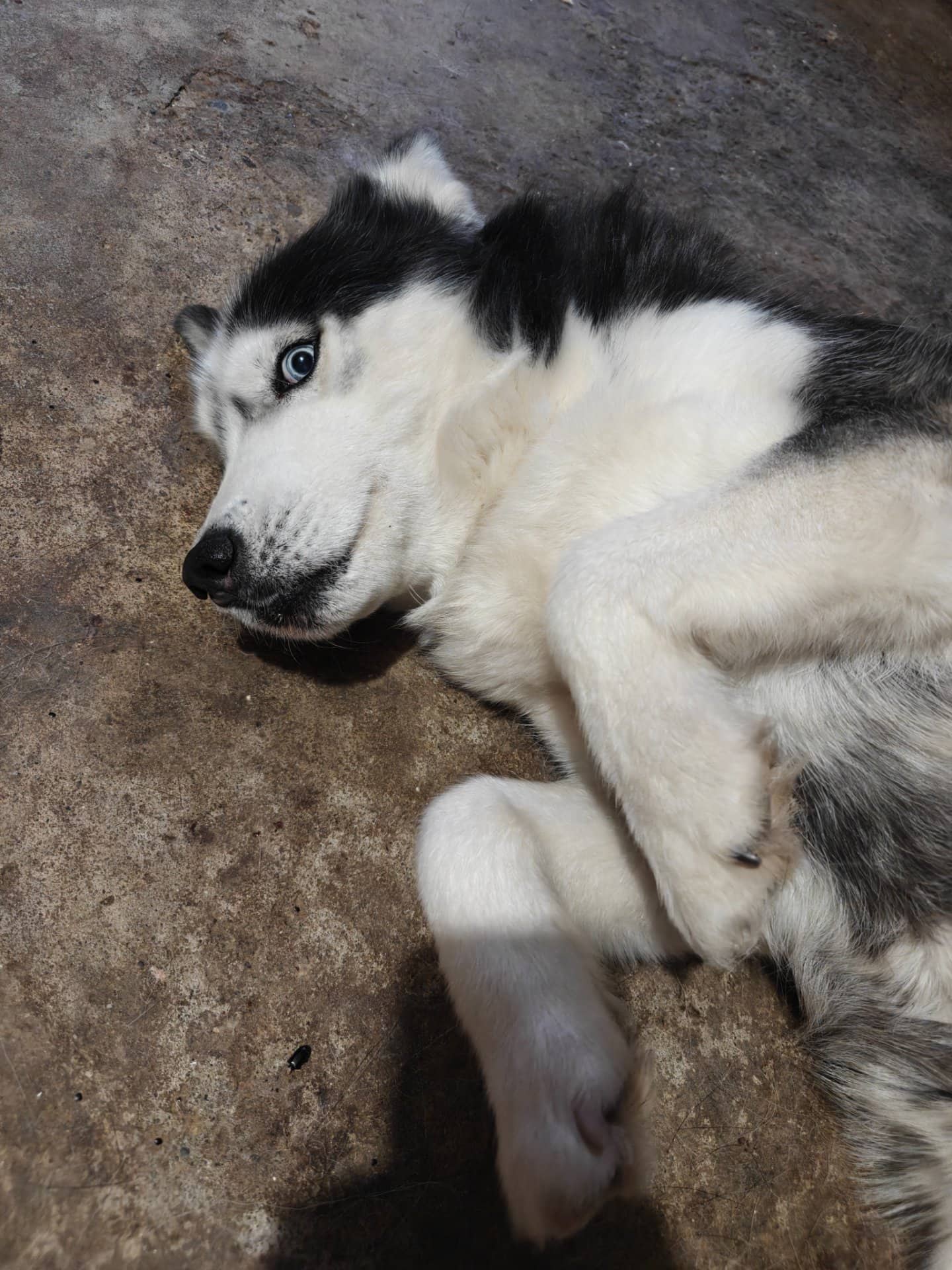 Feifei - Husky available for adoption at Owner Rehoming in Markham (1 of 2)
