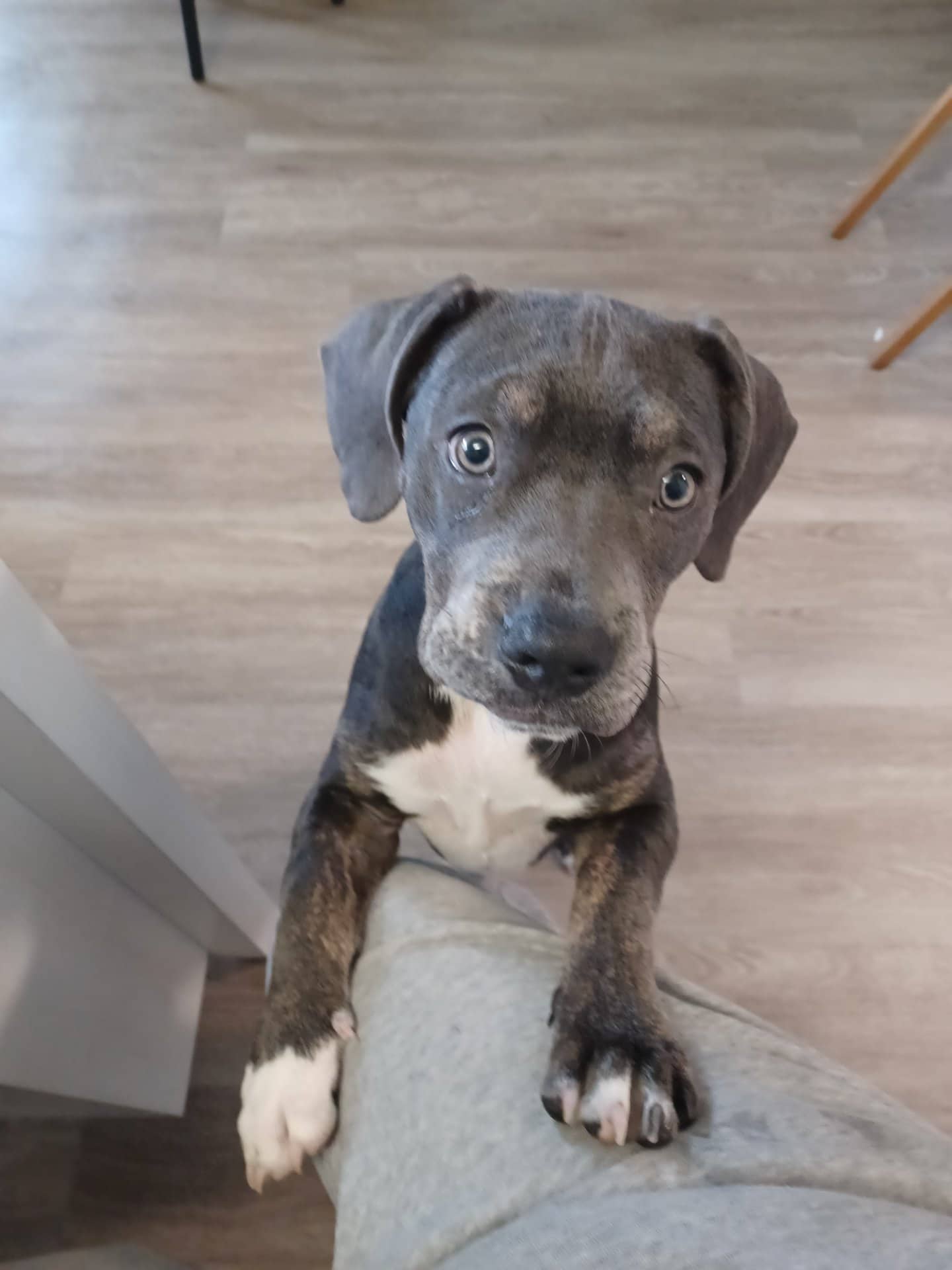 Stormi - Mixed Breed available for adoption at Owner Rehoming in Whitby (1 of 4)