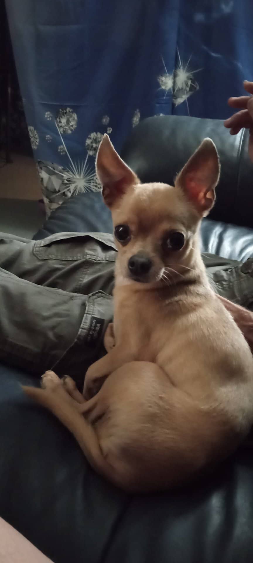 Pippi - Chihuahua available for adoption at Owner Rehoming in Peterborough