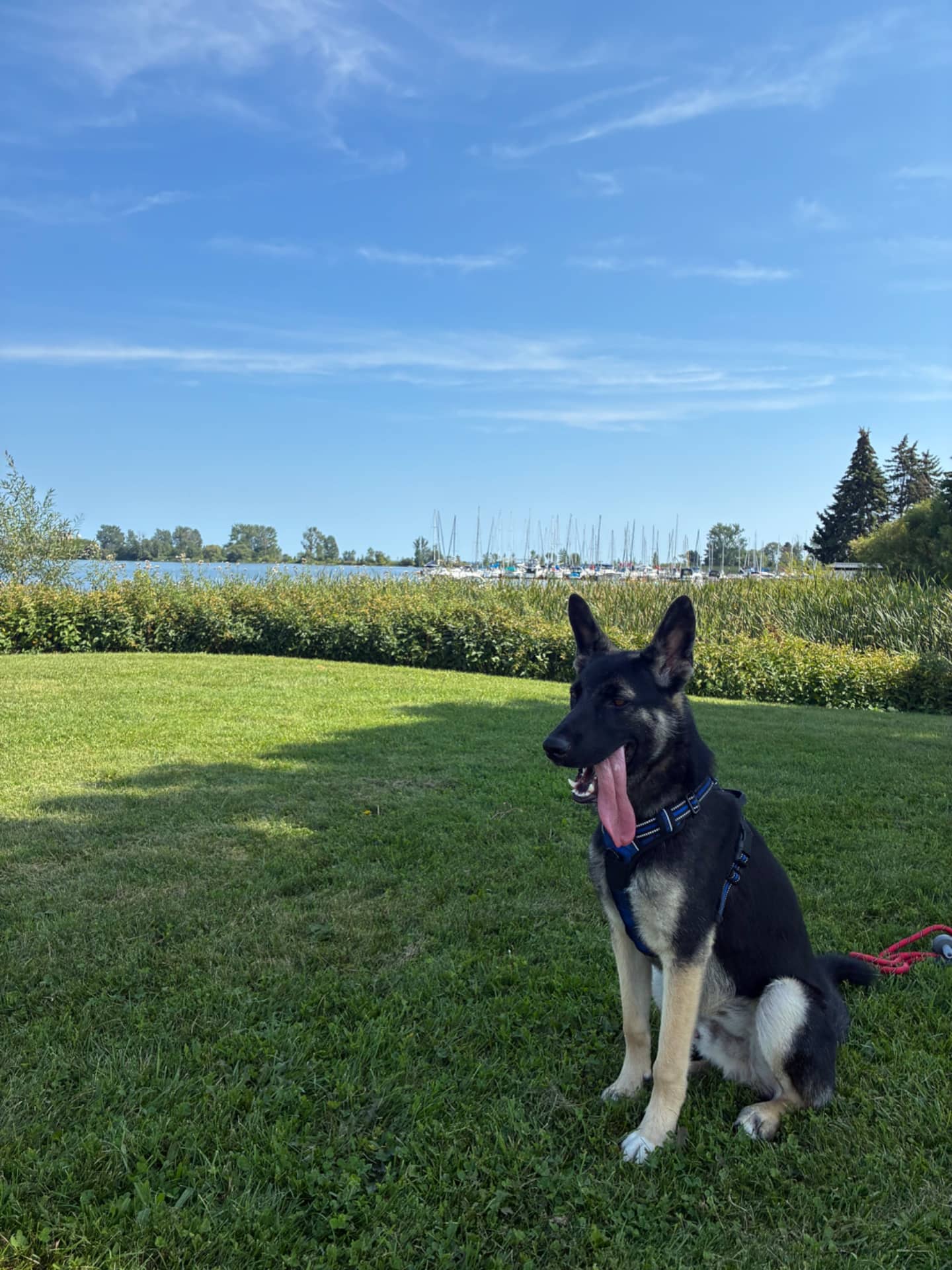 Grotto - German Shepherd Mix available for adoption at Owner Rehoming in Whitby (1 of 5)