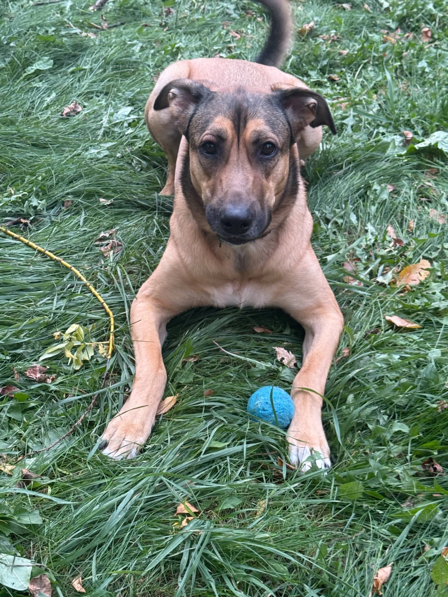 Nova - Mixed Breed available for adoption at Owner Rehoming in Edmonton (1 of 5)