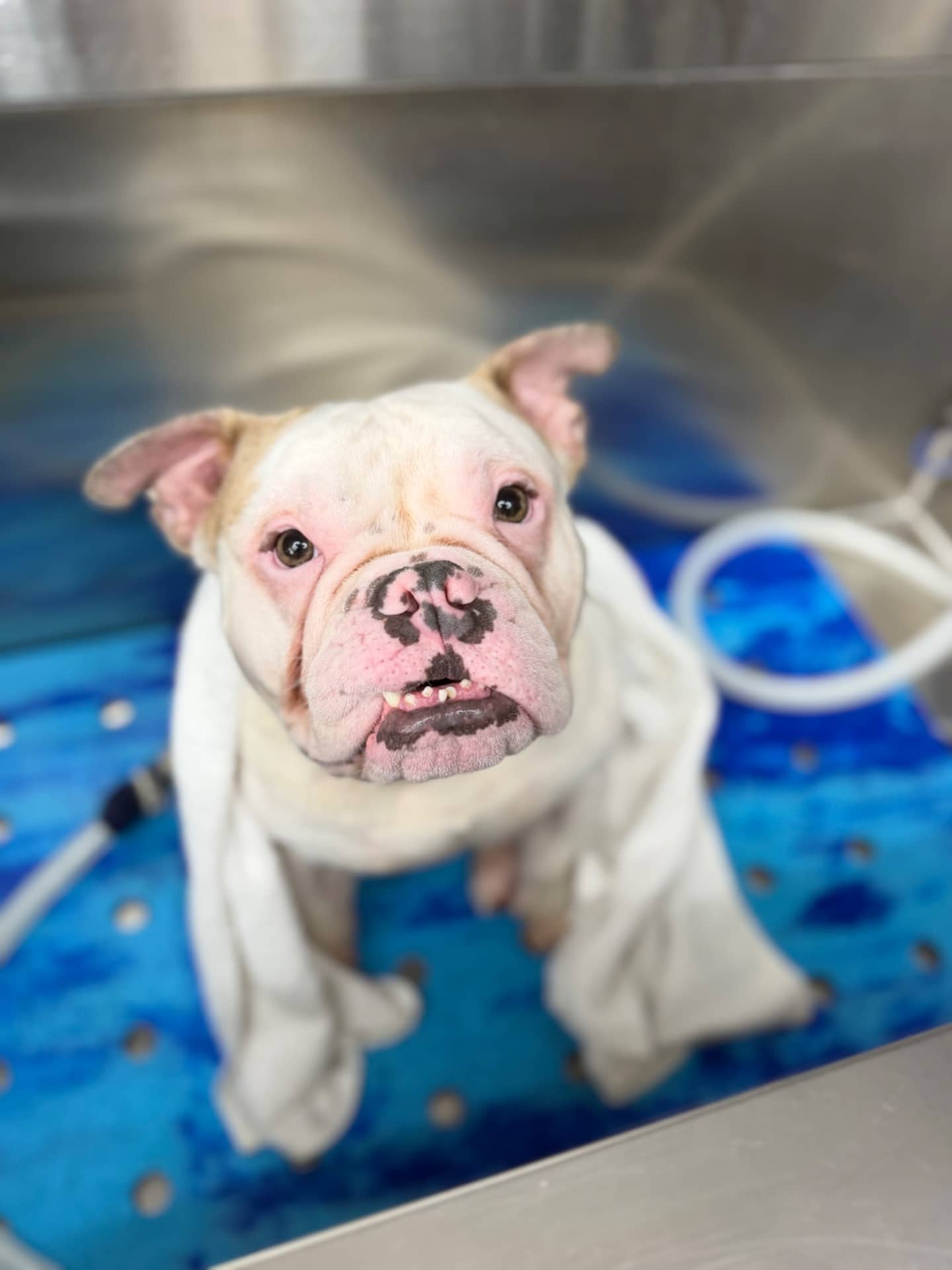 Pig - American bully available for adoption at Owner Rehoming in Brantford (1 of 5)