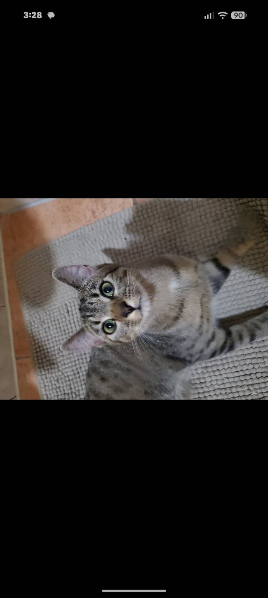 Taz - Tabby cat available for adoption at Owner Rehoming in Calgary (1 of 4)