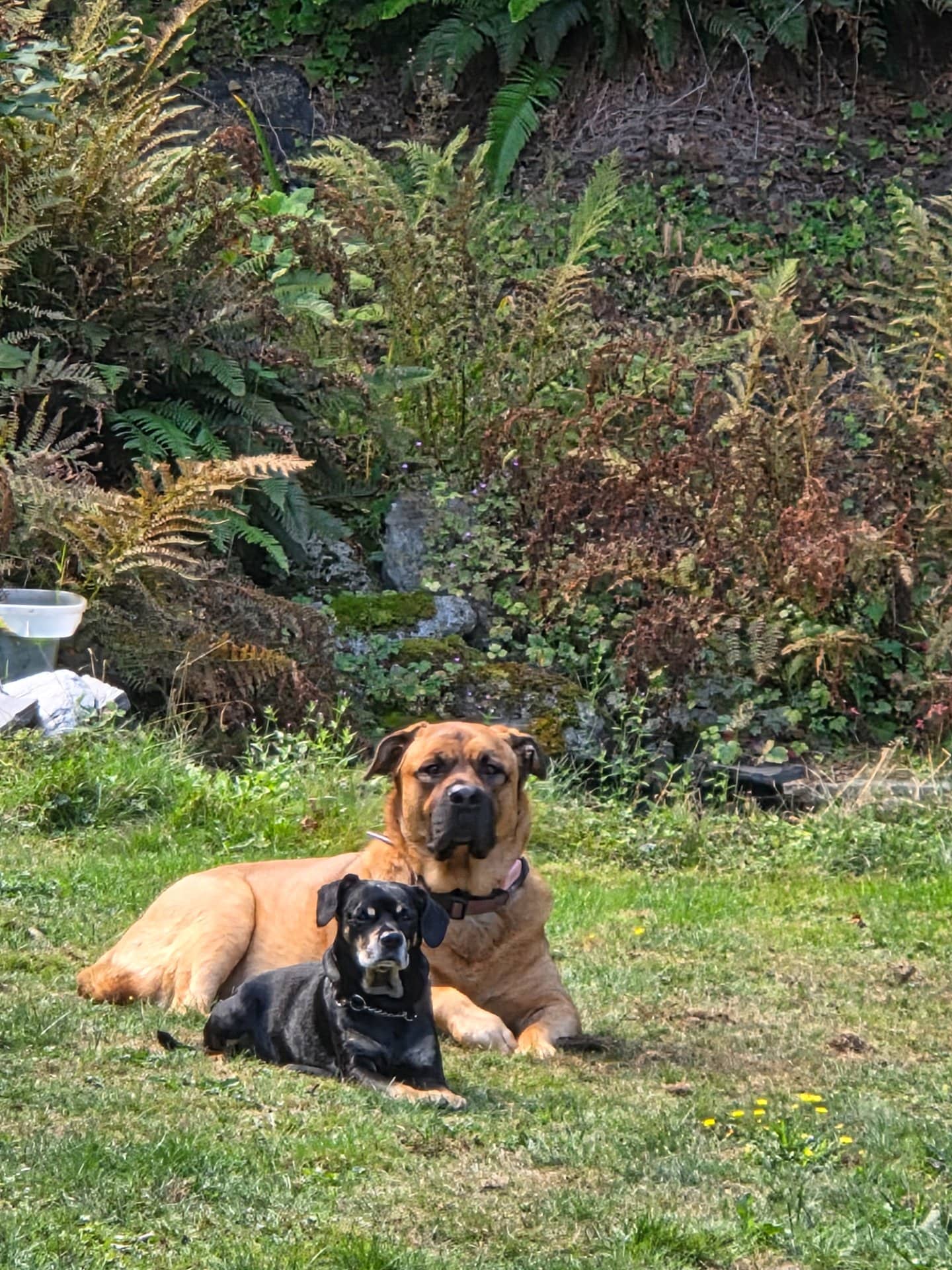 Daisy - German Shepard/ Great Pyrenees. French Mastiff available for adoption at Owner Rehoming in Vancouver (1 of 4)