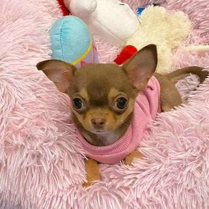 Max - Chihuahua available for adoption at Owner Rehoming in Halifax (1 of 5)