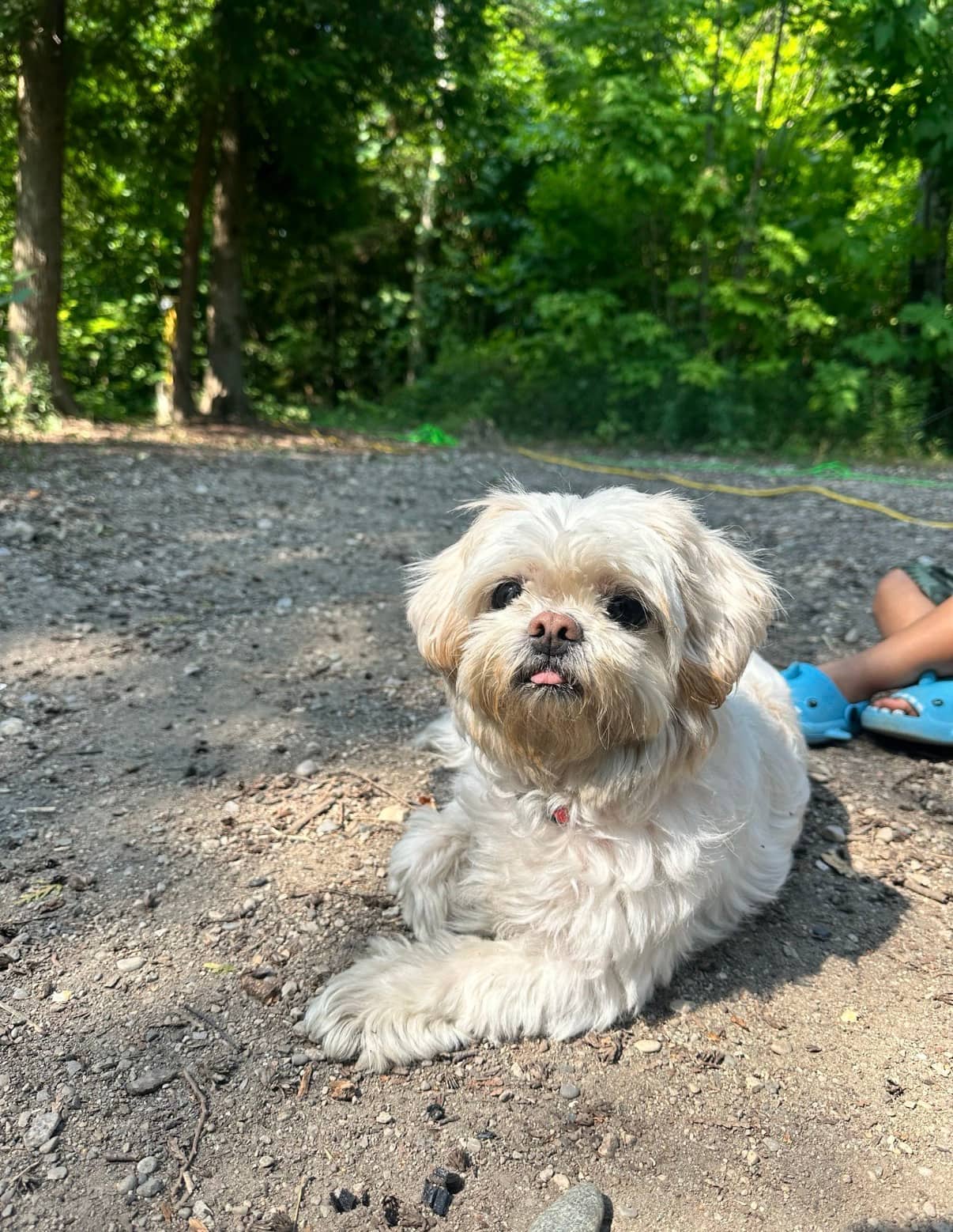 Bella - Shih Tzu available for adoption at Owner Rehoming in Brampton