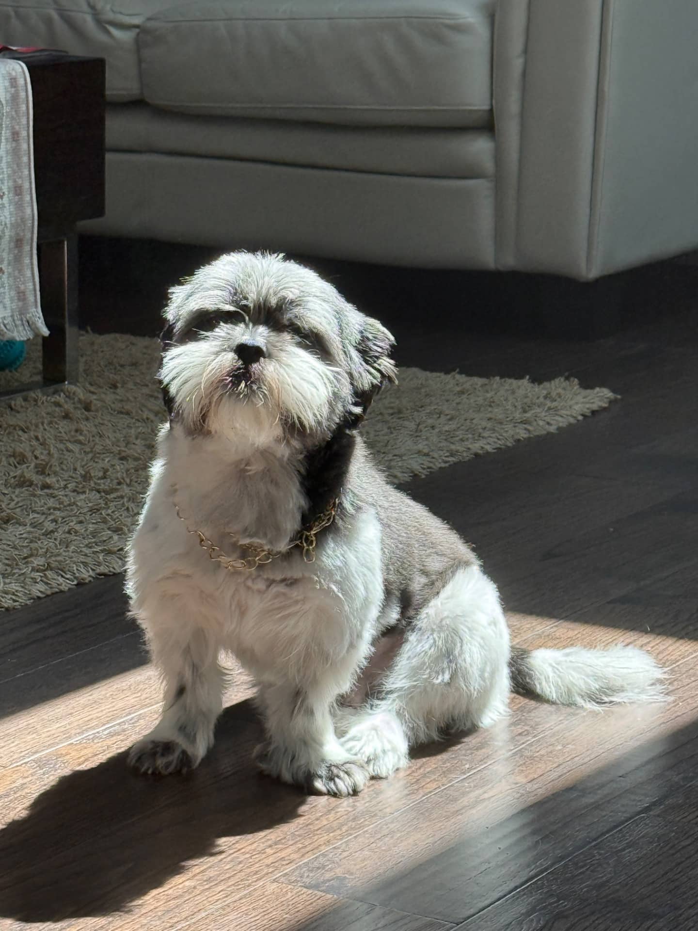 Oreo - Shih Tzu available for adoption at Owner Rehoming in Tecumseh (1 of 4)