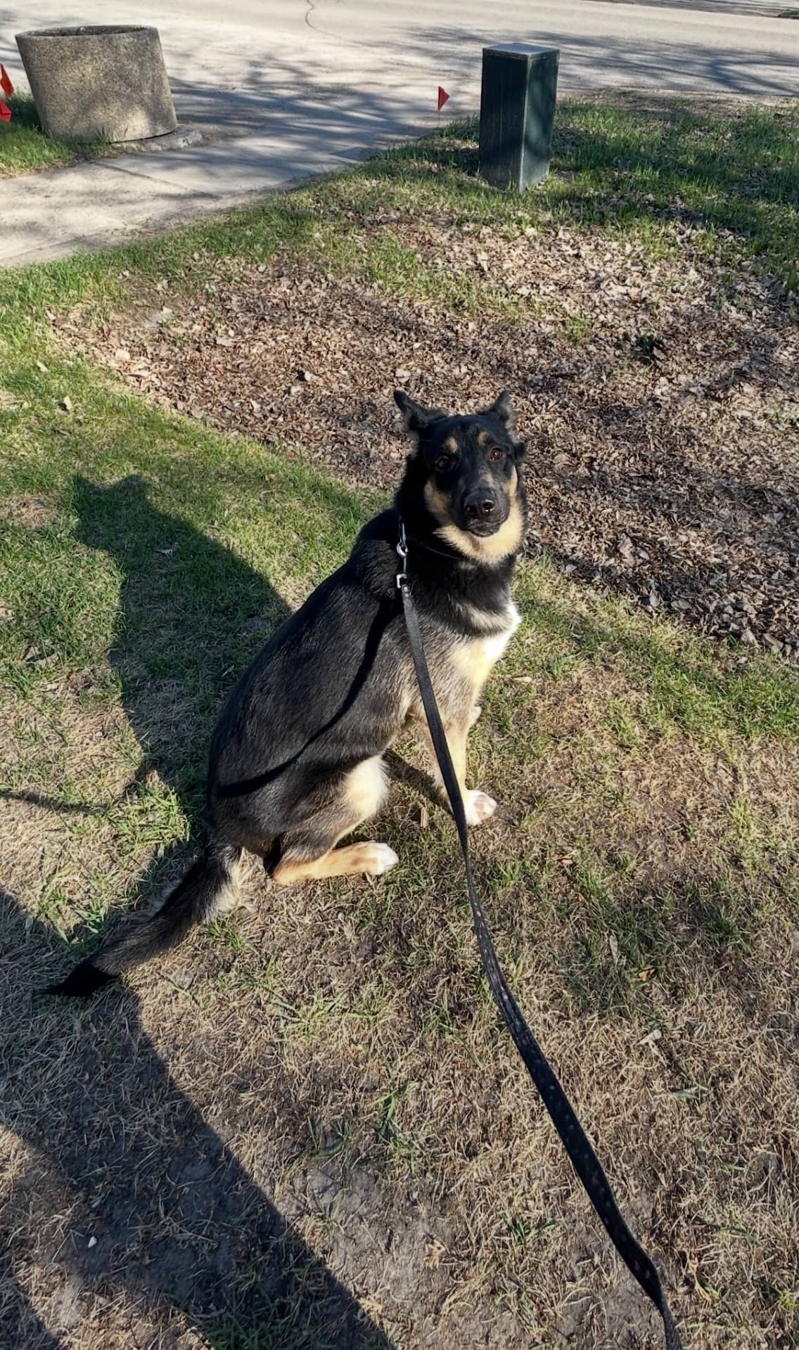 Chloe - German/Labrador Retriever mix available for adoption at Owner Rehoming in Neepawa (1 of 5)