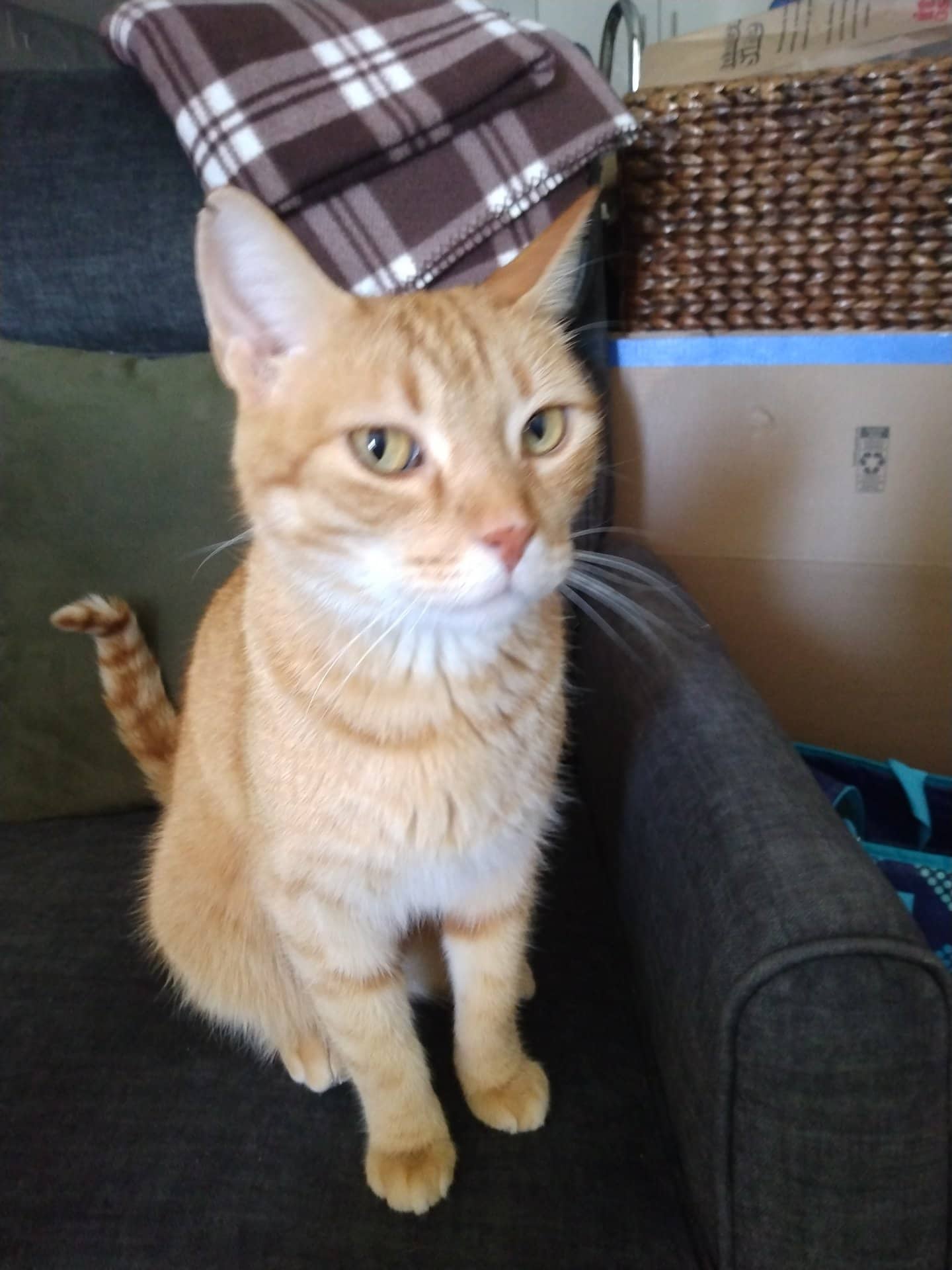 Jasper - Domestic Shorthair available for adoption