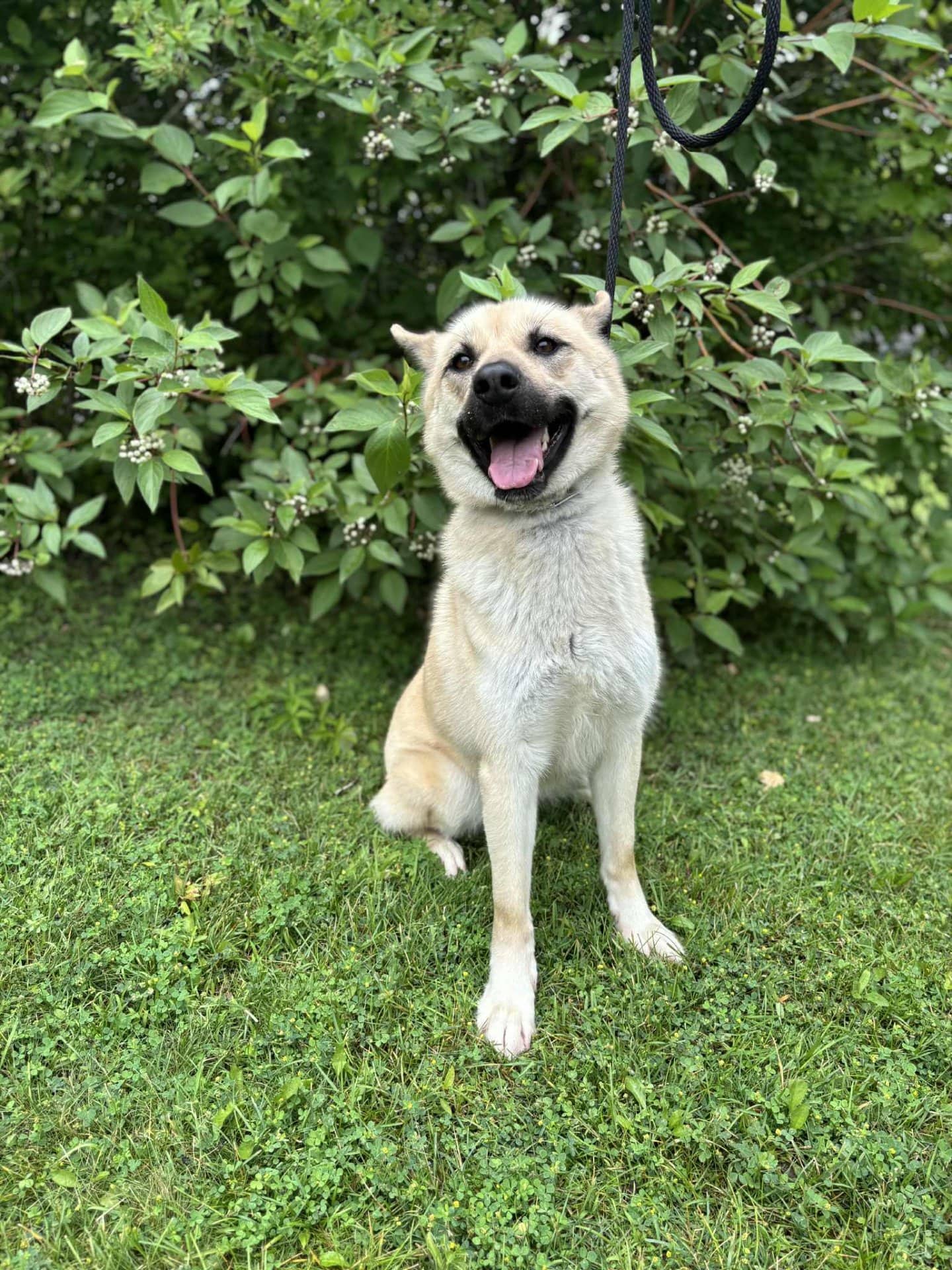Rachel - Husky mix available for adoption at Owner Rehoming in Georgina (1 of 2)