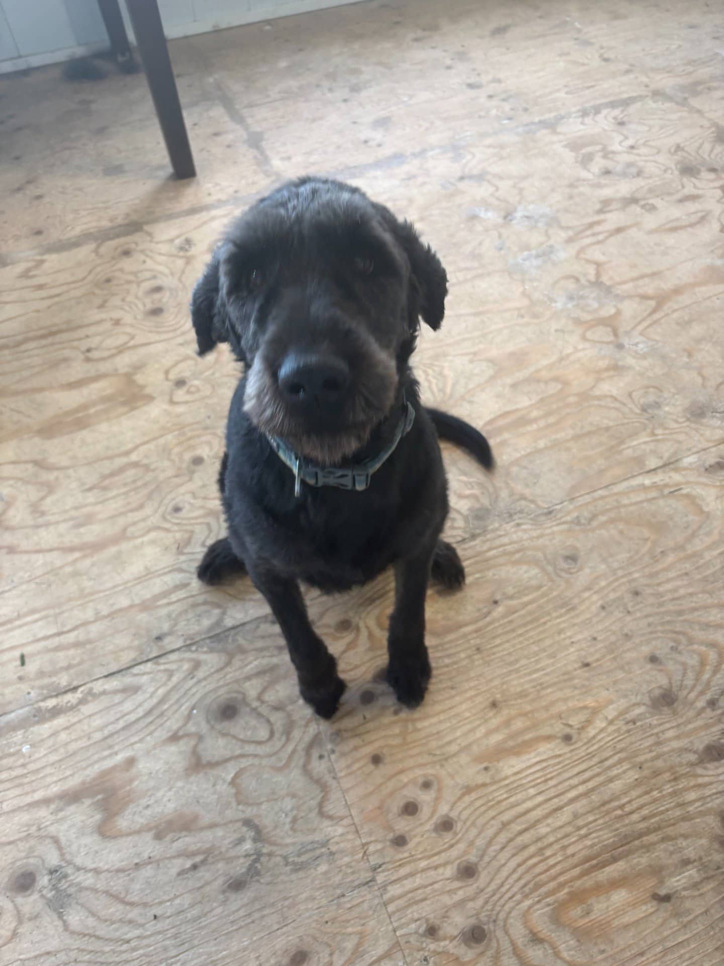 Grymm - Wire Hair Poodle x Yellow Lab available for adoption at Owner Rehoming in Lethbridge (1 of 5)