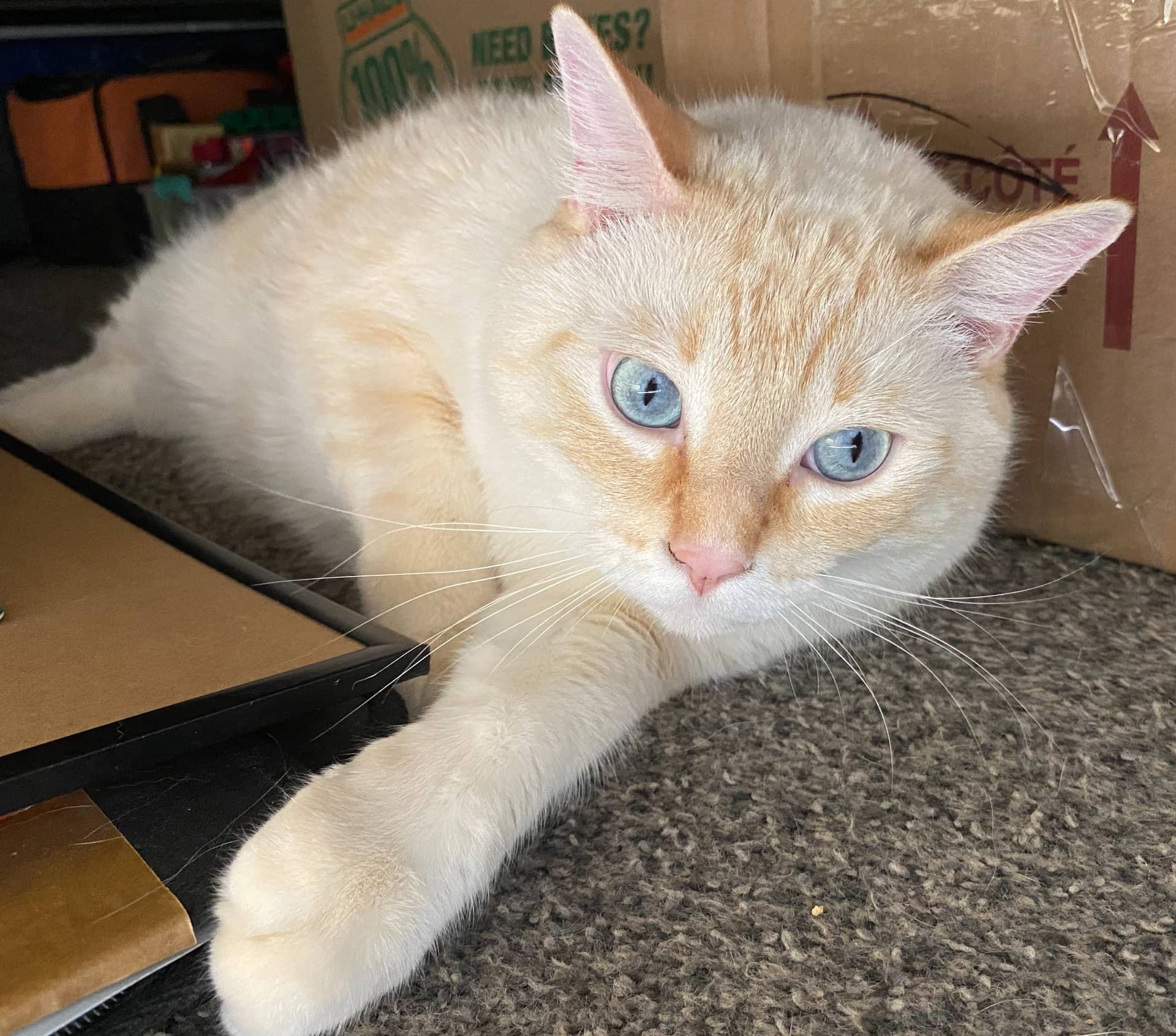 Pekoe - Siamese Fire Point available for adoption