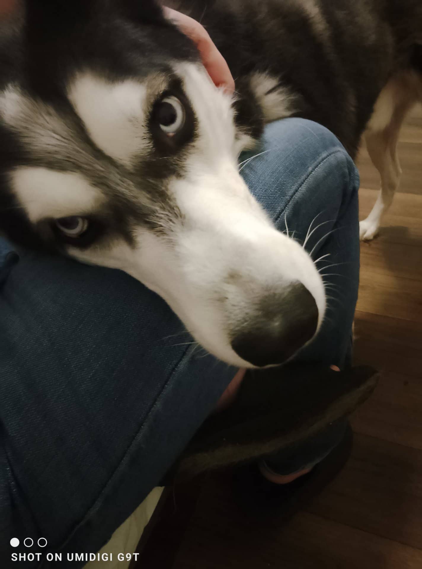 Pablo - Sybiran husky available for adoption at Owner Rehoming in Surrey (1 of 2)