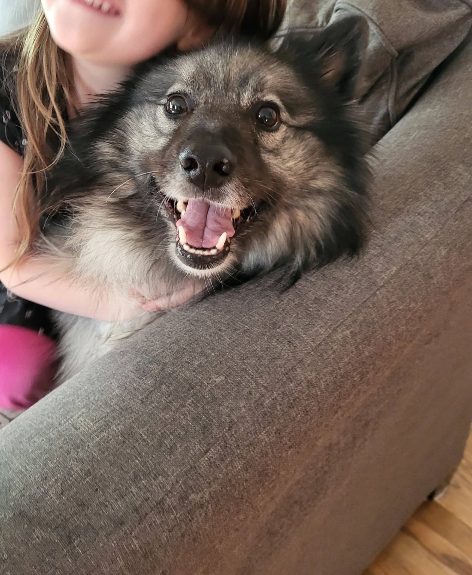Mishka - Keeshond available for adoption at Owner Rehoming in Edmonton (1 of 3)