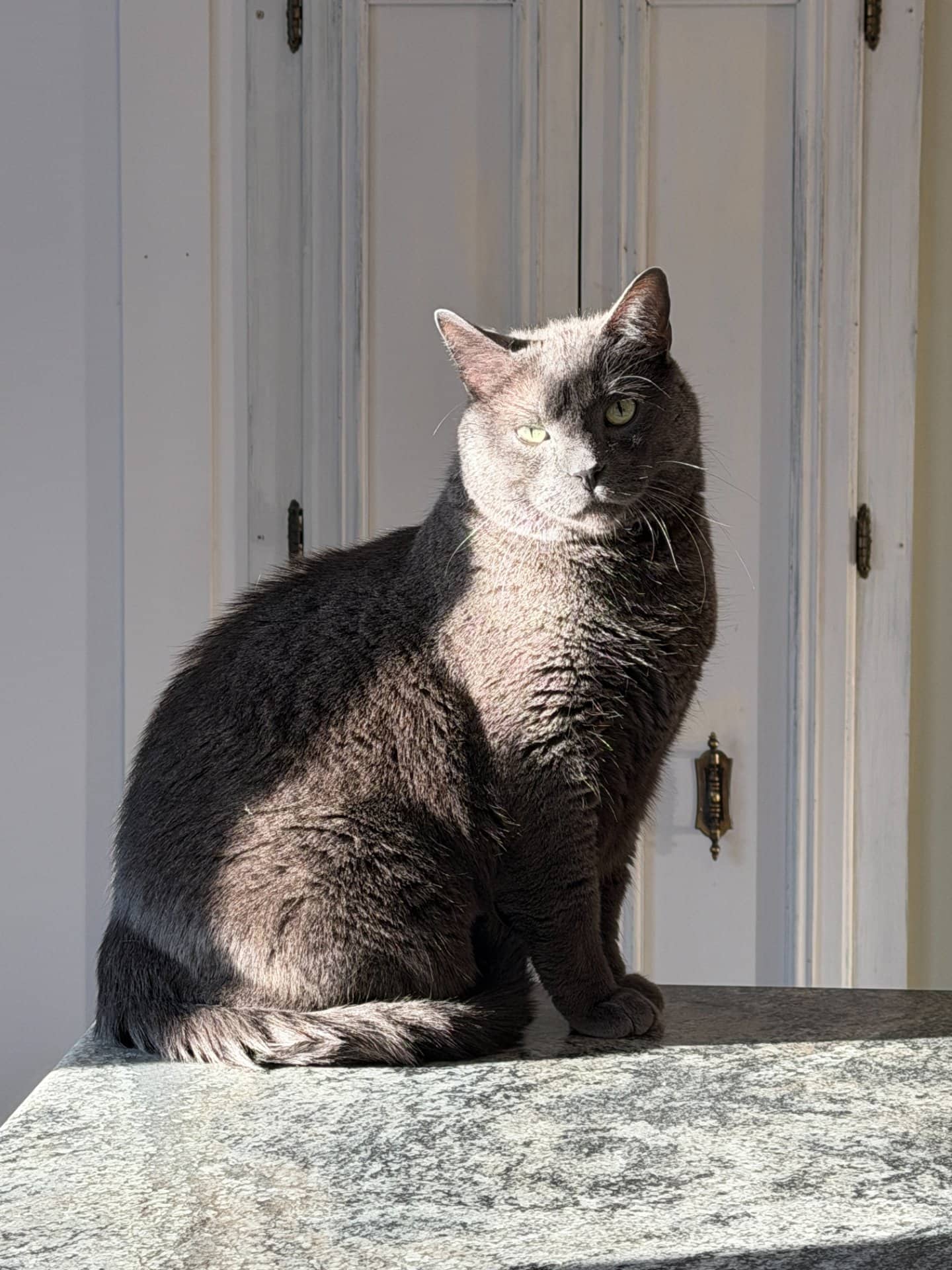 Mister Kitty - Unknown (short-haired) available for adoption