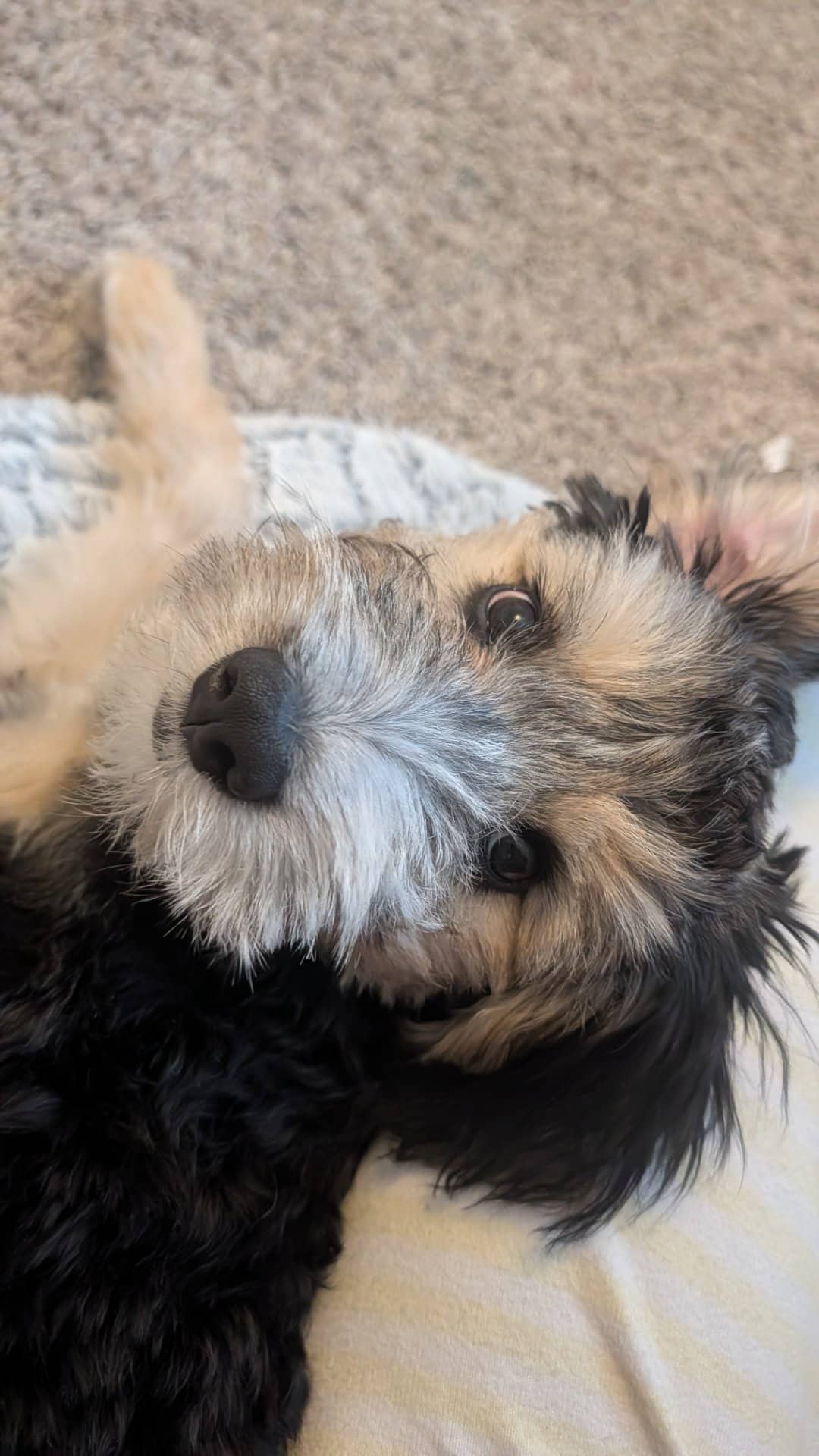 Remmy - Sheep dog, Bernese, poodle mix available for adoption at Owner Rehoming in Lethbridge (1 of 5)