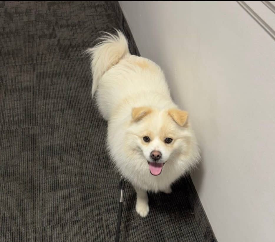 Luffy - Pomsky available for adoption at Owner Rehoming in Toronto (1 of 5)