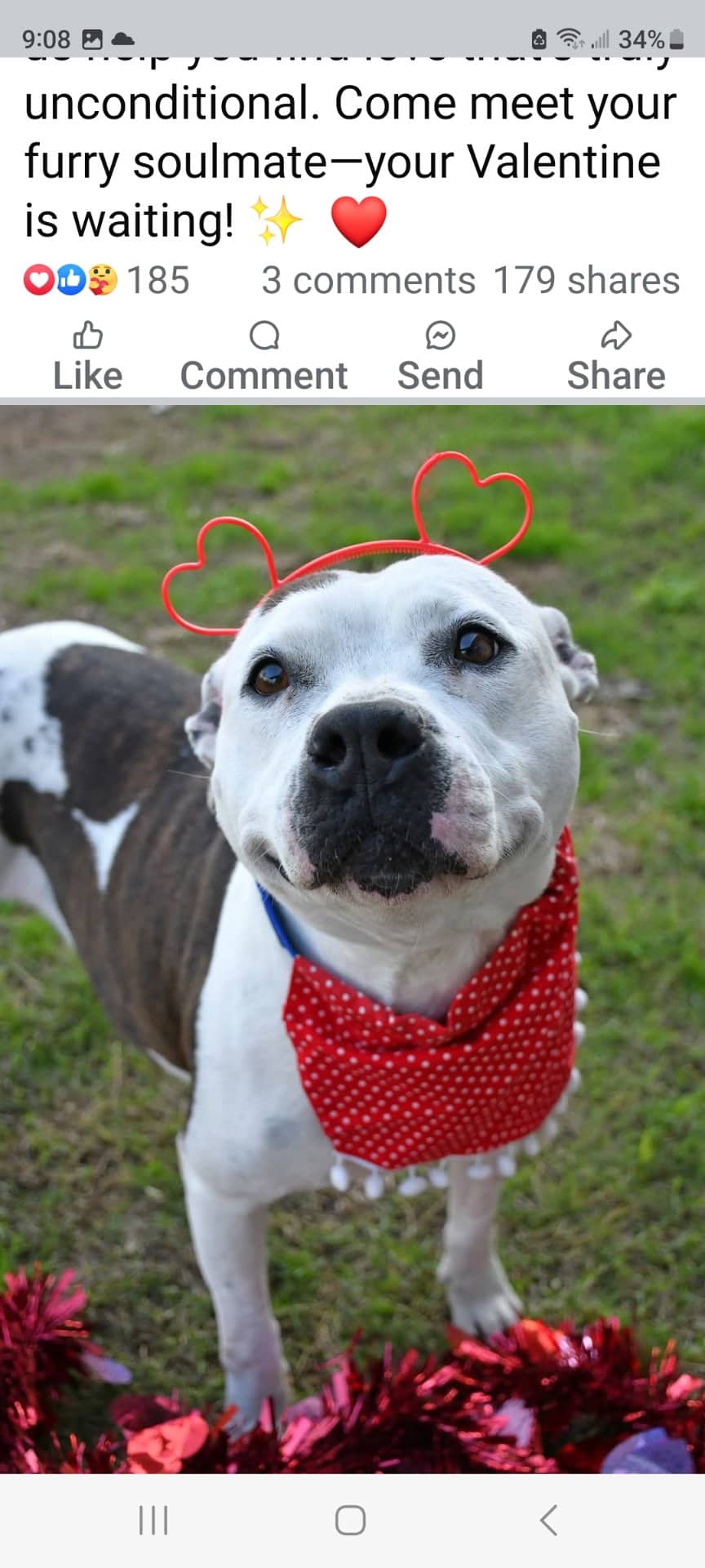 Shyla - Staffordshire Terrier available for adoption at Owner Rehoming in Moncton (1 of 2)