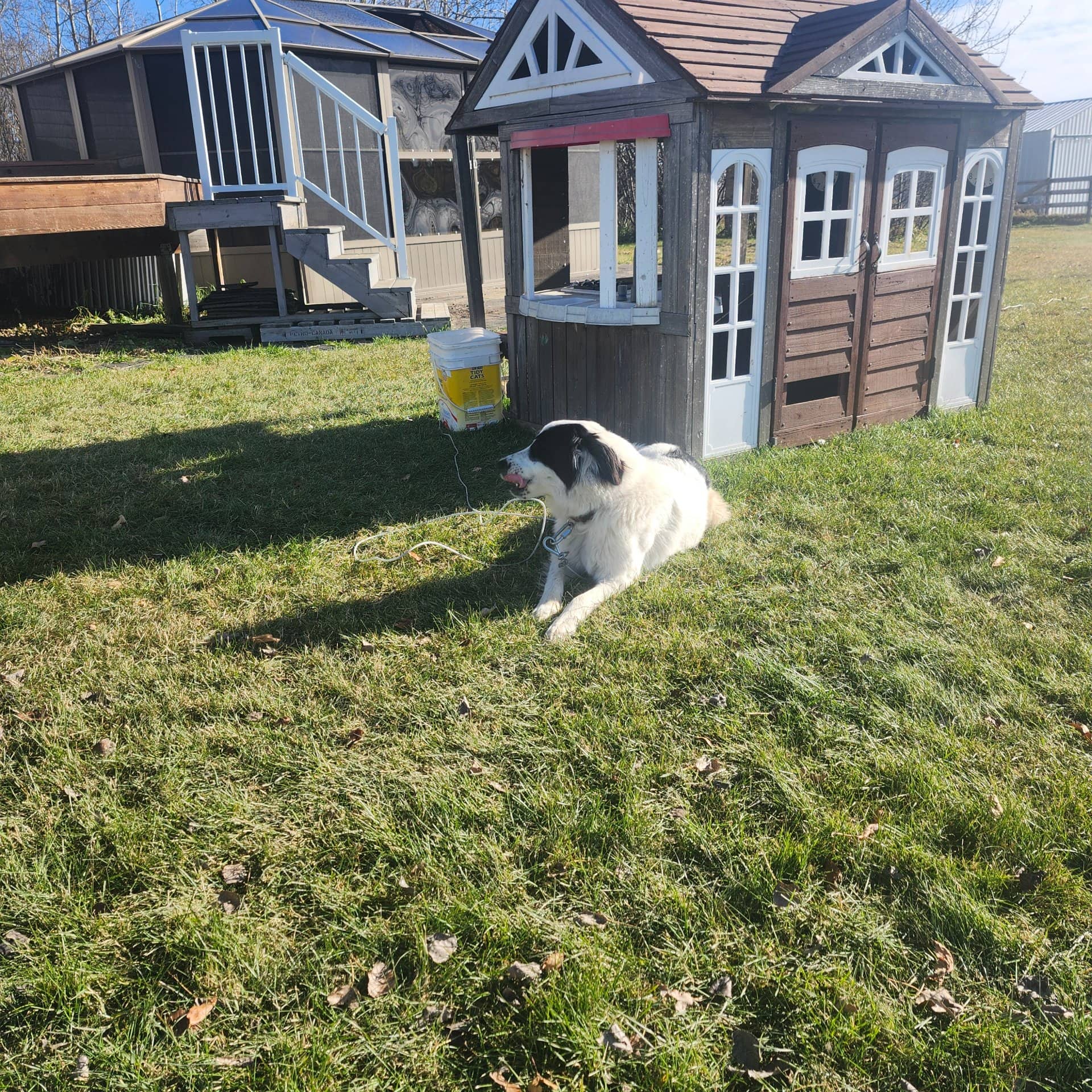 Cleo - Mixed breed available for adoption at Owner Rehoming in Fort Saskatchewan (1 of 5)