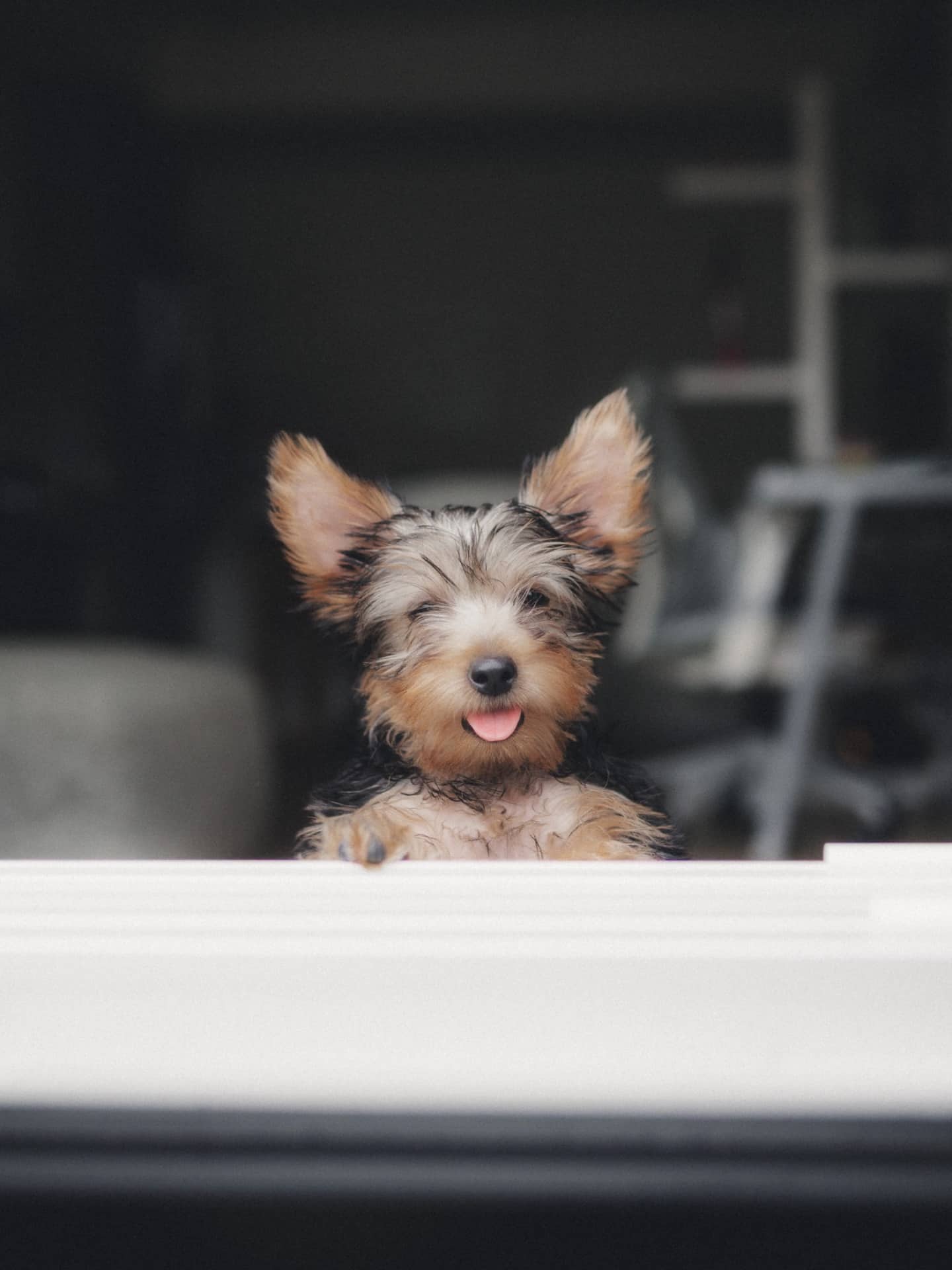 Sora - Yorkshire Terrier available for adoption at Owner Rehoming in Montreal (1 of 5)
