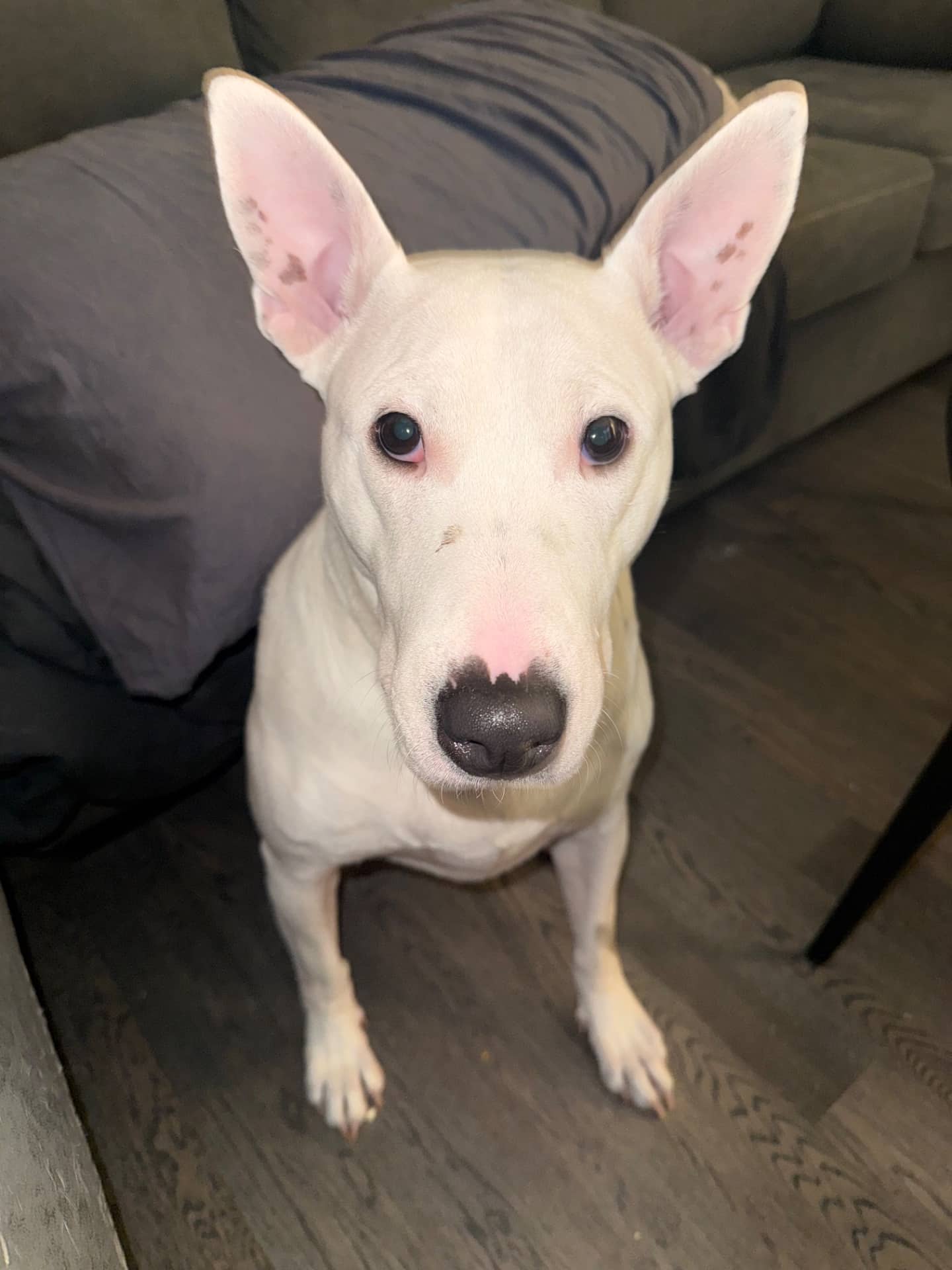 Barbara (Babs, Barbie, Little Dog) - Bull Terrier (Ancient) available for adoption at Owner Rehoming in Toronto (1 of 5)