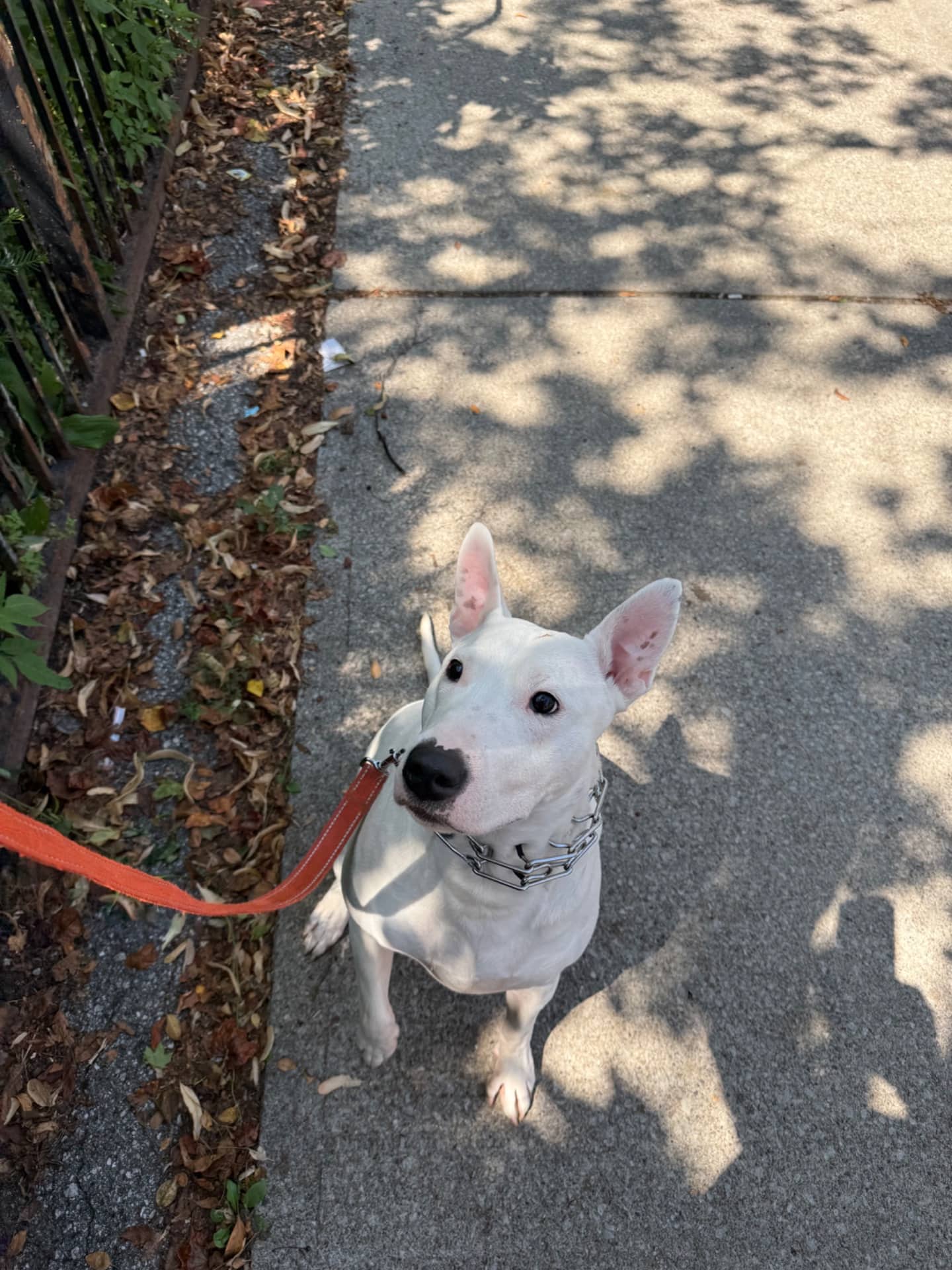 Barbara (Babs, Barbie, Little Dog) - Bull Terrier (Ancient) available for adoption in Ontario