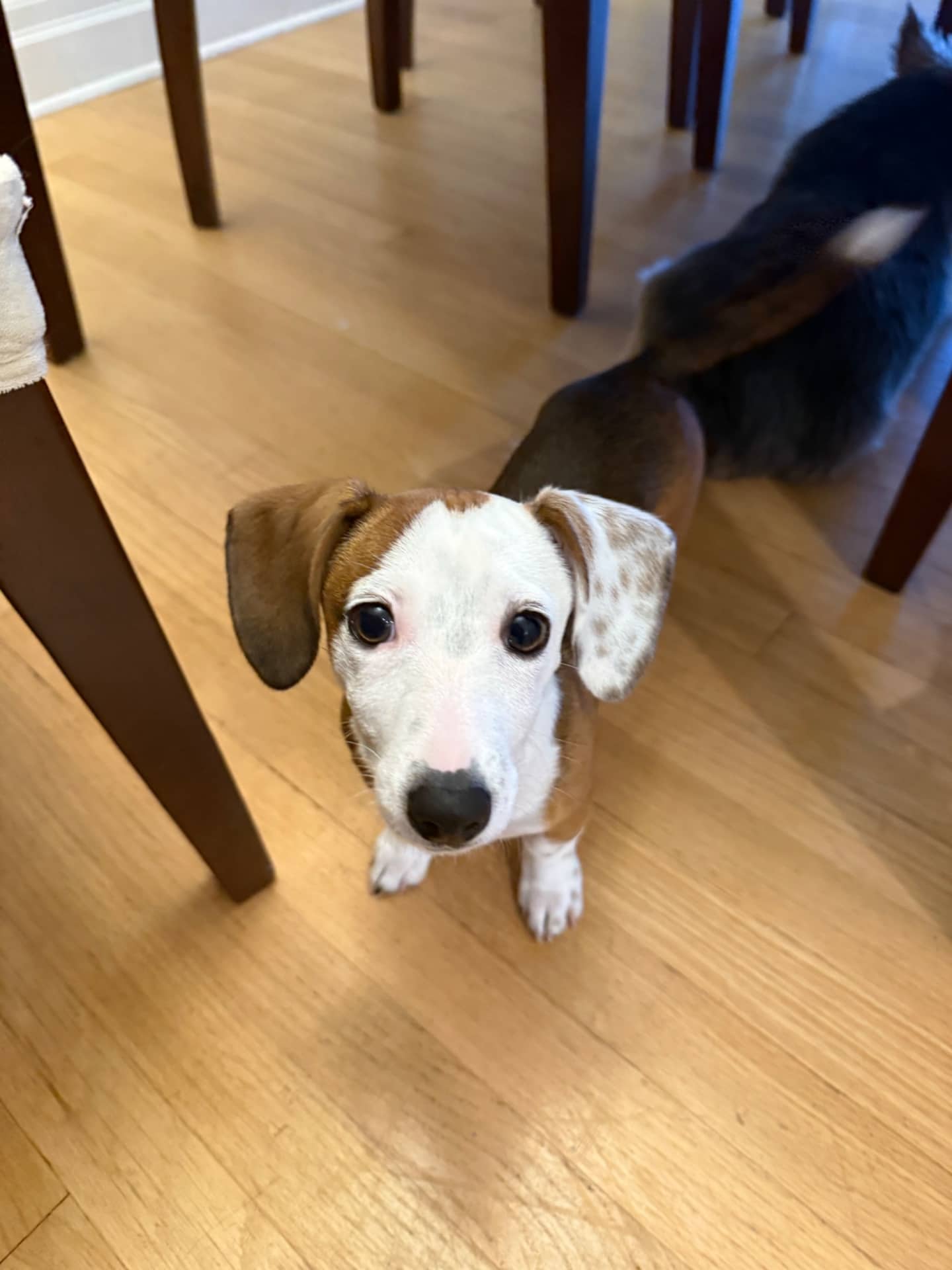 Puddles - Miniature Dachund available for adoption at Owner Rehoming in Ottawa (1 of 2)