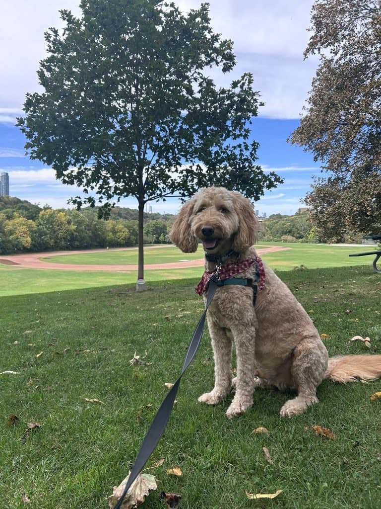 Charlie - Goldendoodle available for adoption at Owner Rehoming in Toronto (1 of 5)