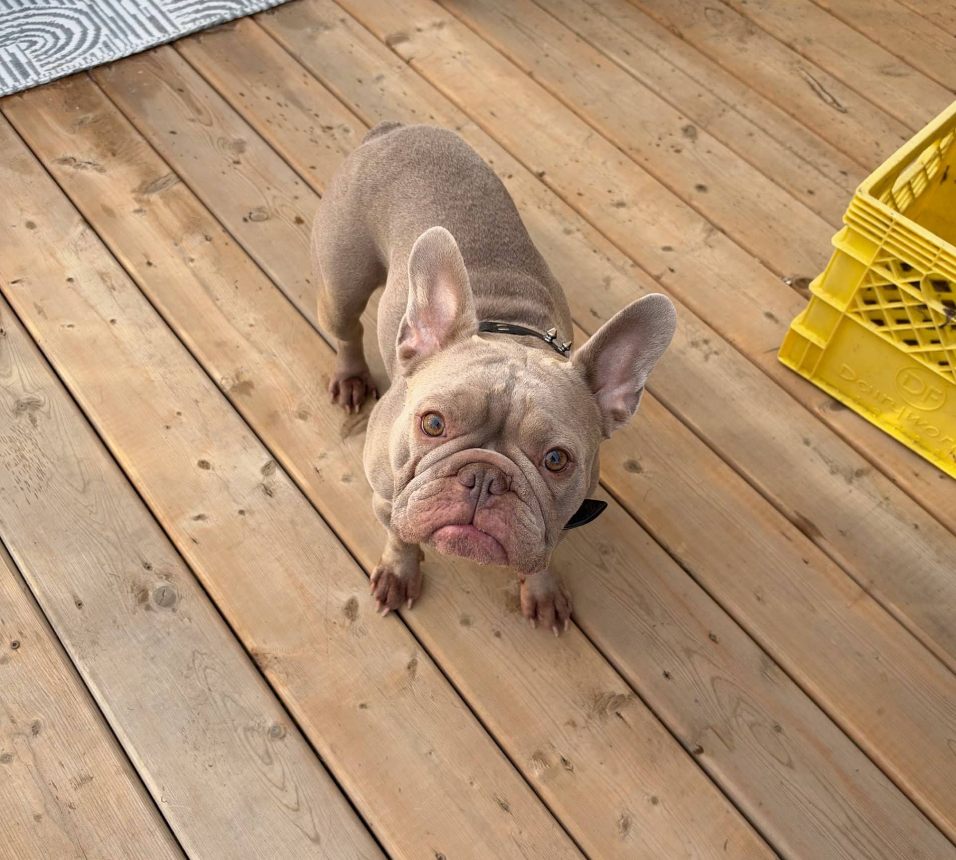Harley - French Bulldog available for adoption at Owner Rehoming in Edmonton