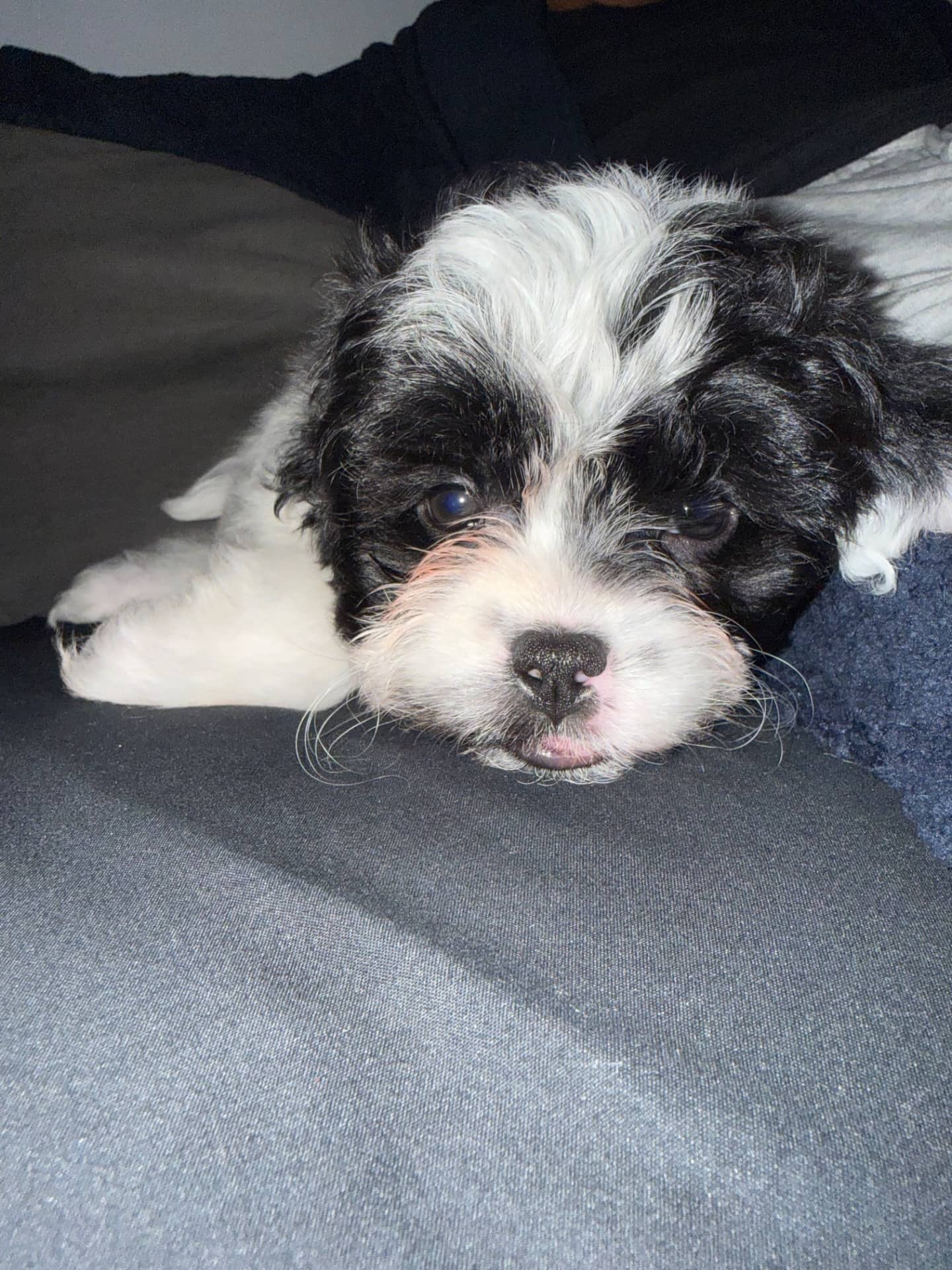 Spider - Mixed Breed available for adoption in Alberta