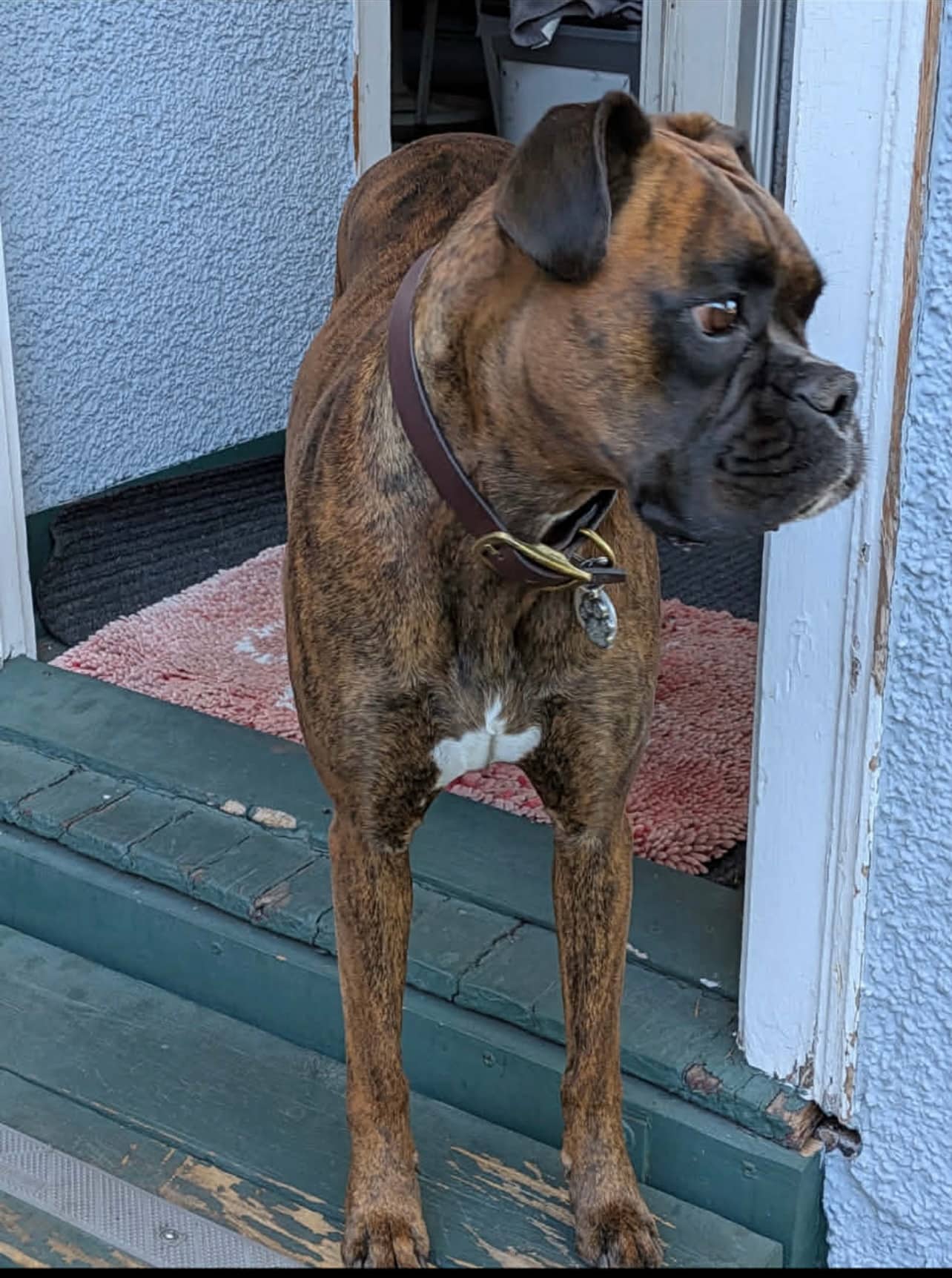 Luna - Boxer available for adoption at Owner Rehoming in Vancouver